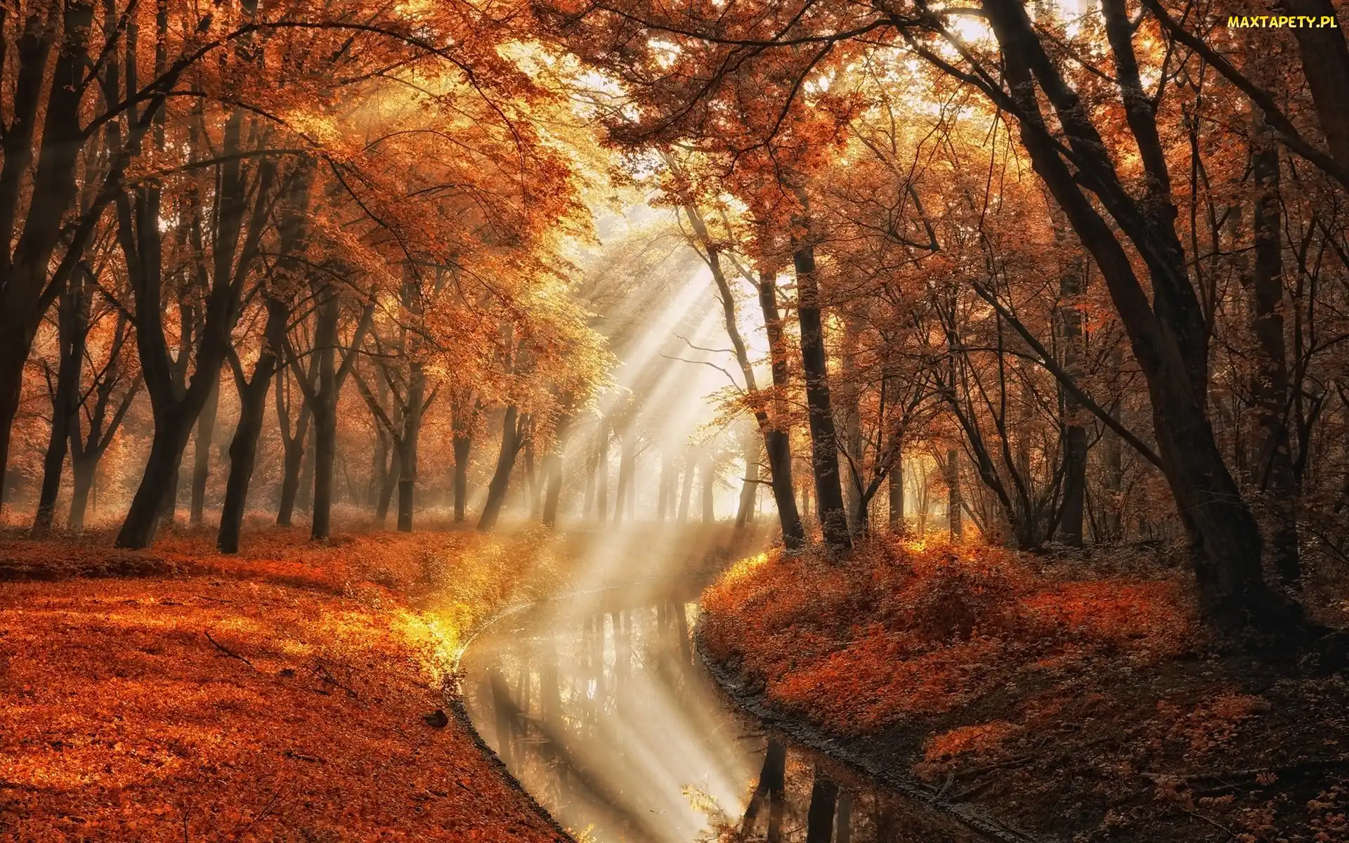 Amsterdam, Jesień, Holandia, Amsterdam Forest, Rzeczka, Park Amsterdamse Bos, Przebijące światło, Drzewa