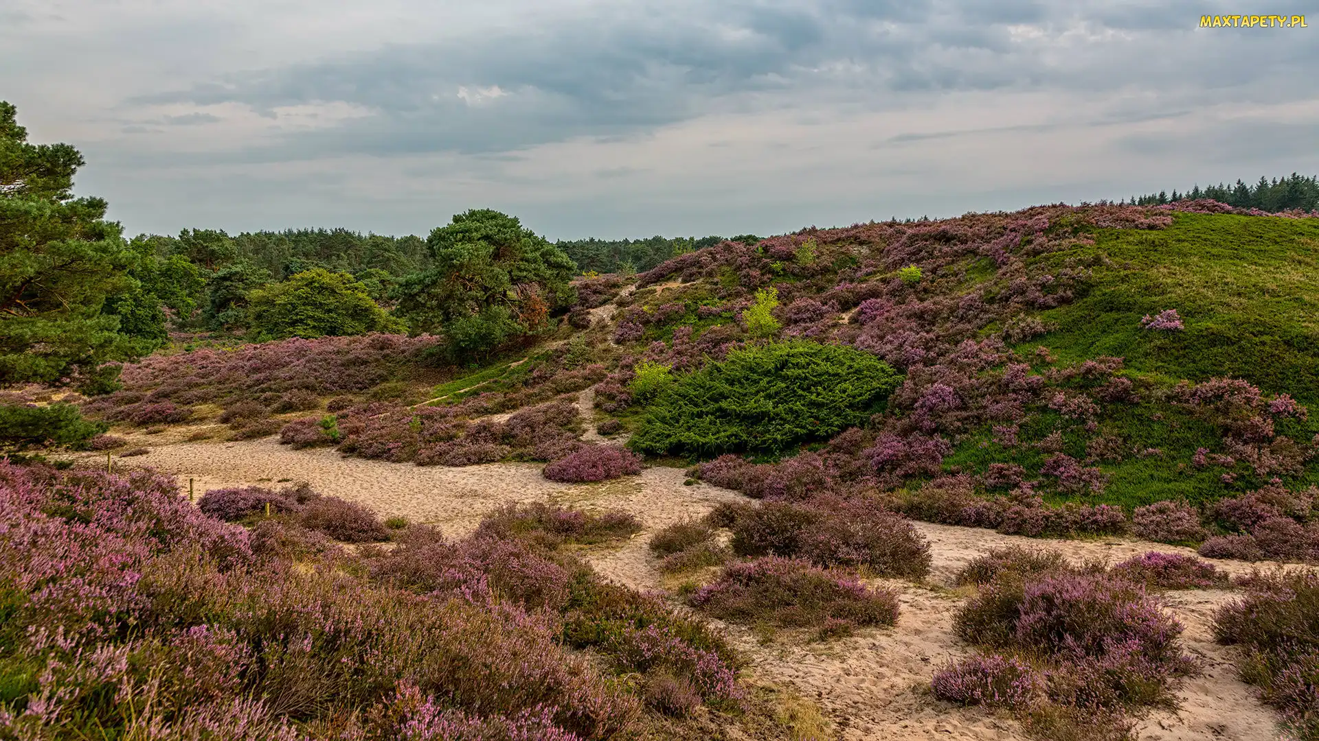 Wzgórza, Drzewa, Park Narodowy De Hoge Veluwe, Wrzosowisko, Trawa, Holandia, Wrzosy
