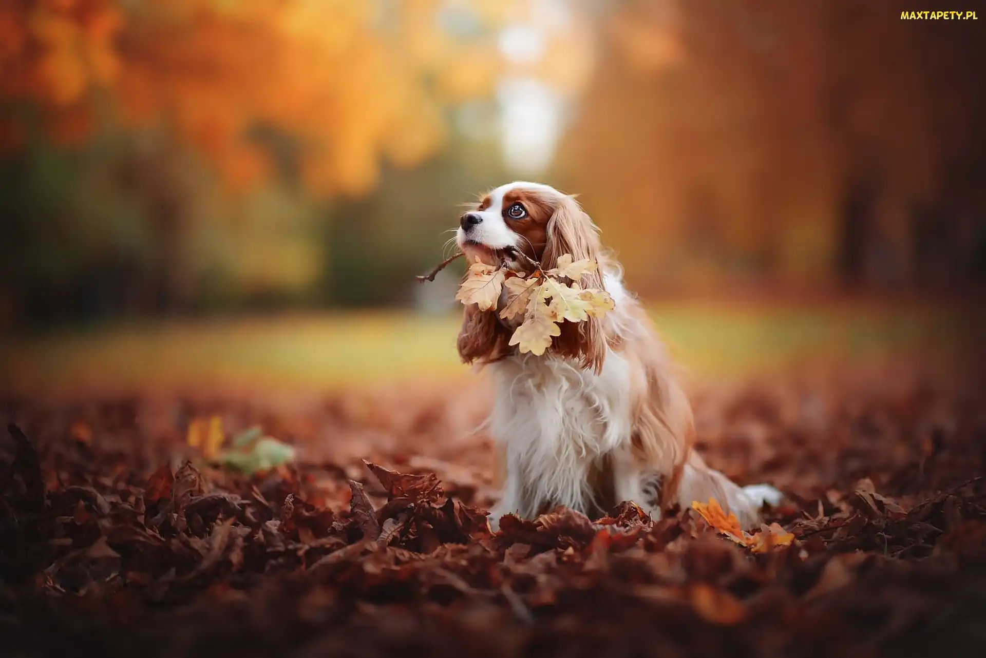 Jesień, Liście, Cavalier King Charles spaniel, Park