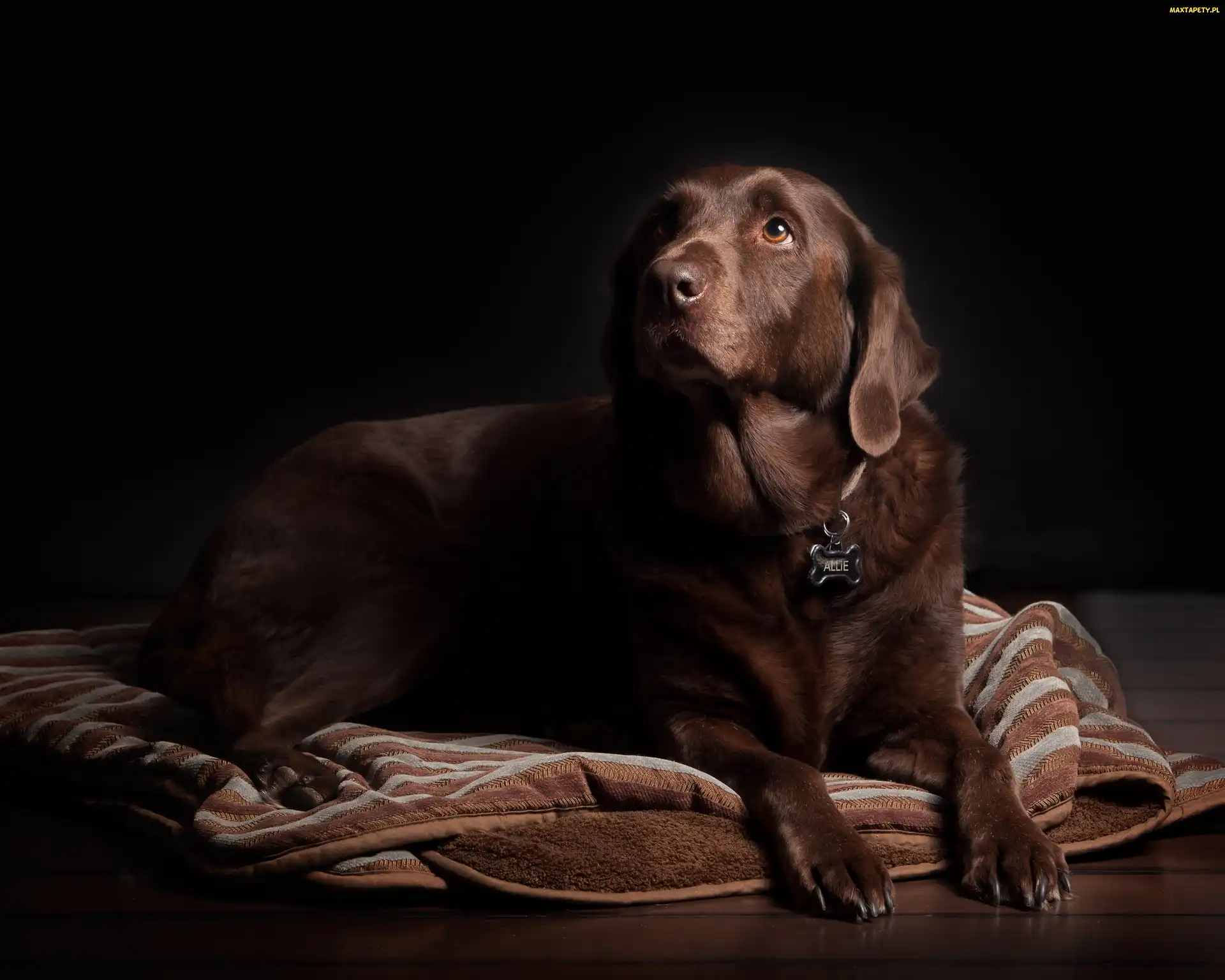 Labrador Retriever, Koc, Brązowy
