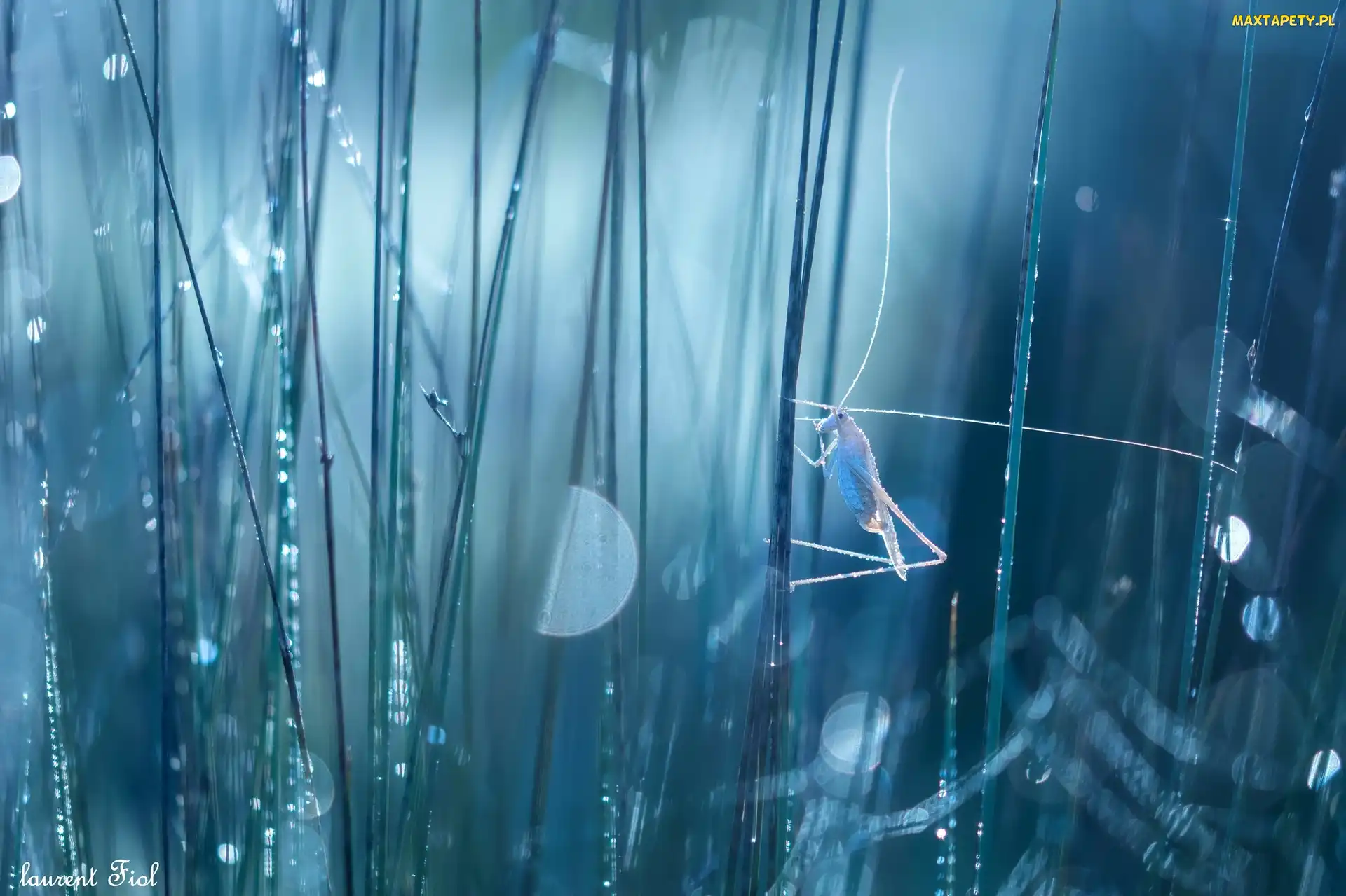 Trawa, Bokeh, Pasikonik