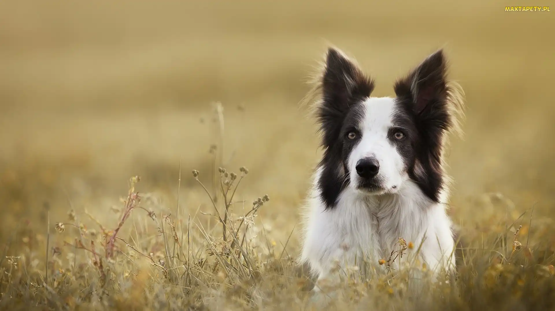 Border collie, Rośliny, Łąka, Mordka, Pies