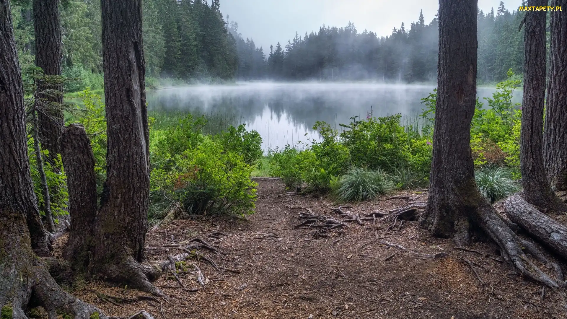 Las, Mgła, Hrabstwo Snohomish, Stany Zjednoczone, Drzewa, Jezioro Goat Lake