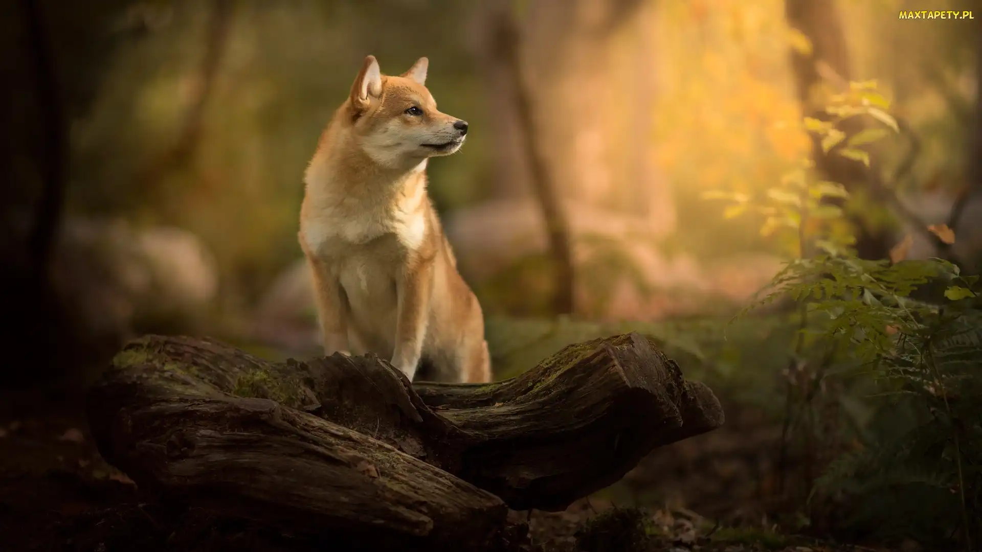 Shiba inu, Roślina, Drewno, Mordka, Pies