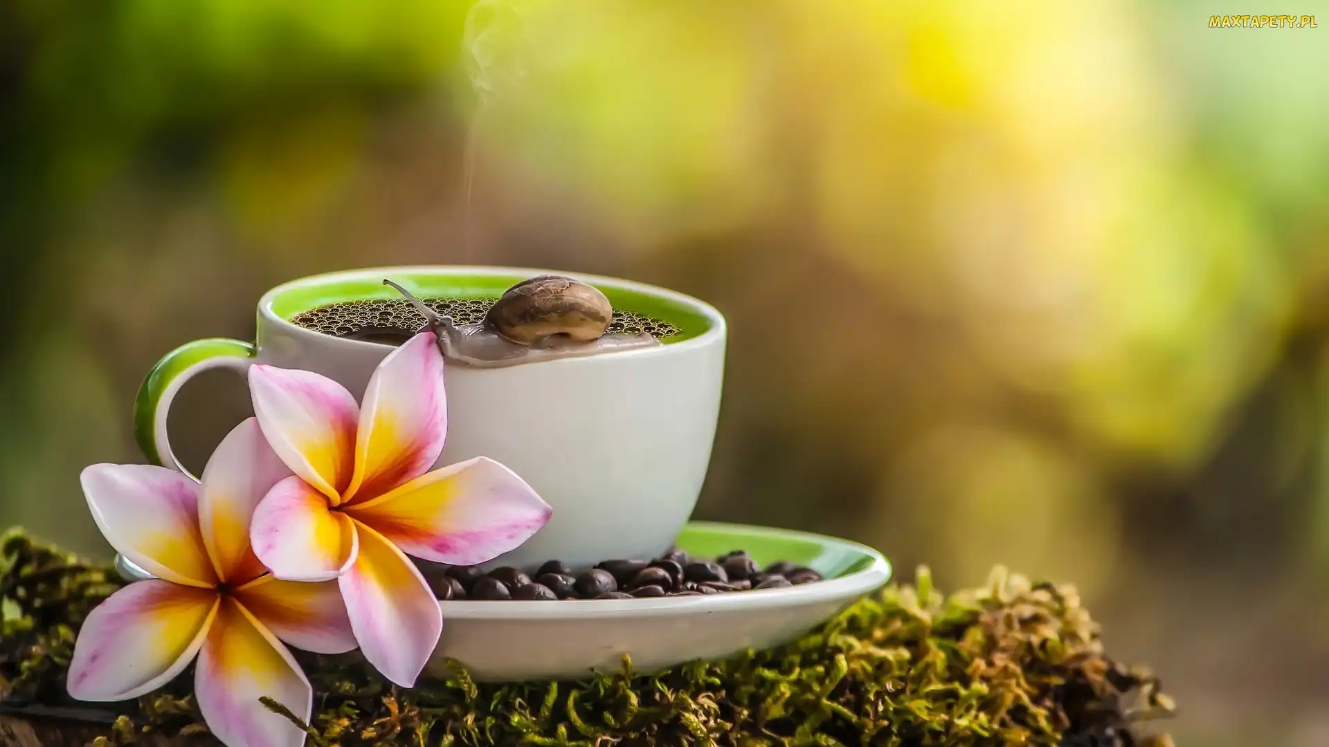Filiżanka, Mech, Ślimak, Kawa, Plumeria