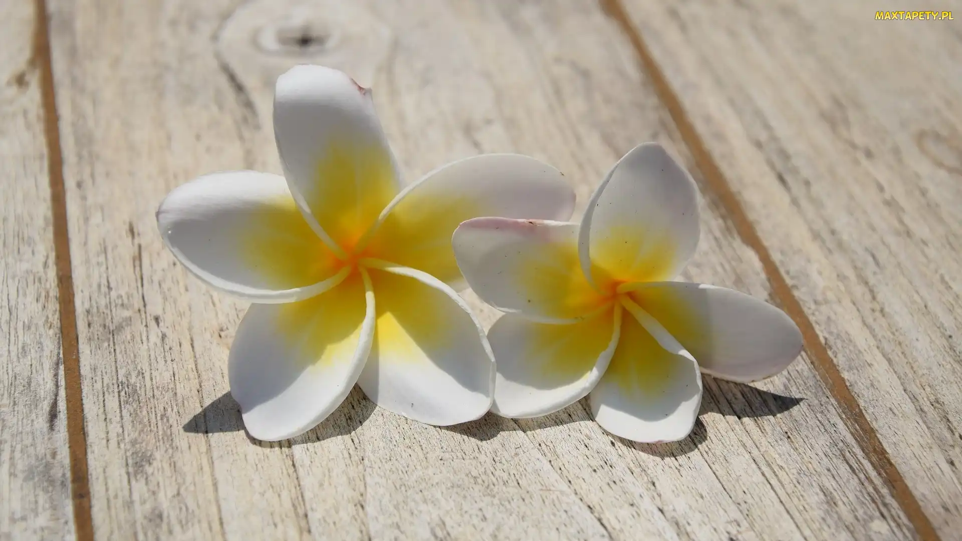 Kwiaty, Deski, Plumeria