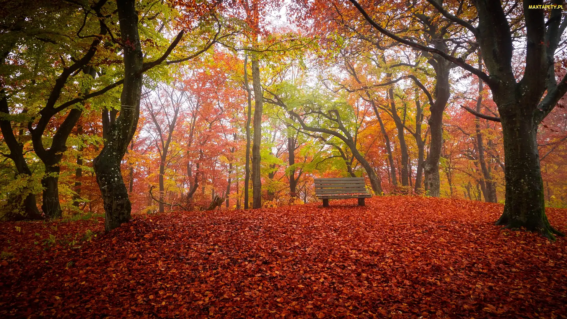 Jesień, Ławka, Park, Drzewa