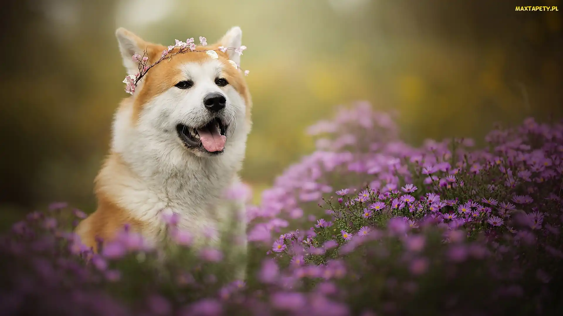 Astry marcinki, Kwiaty, Akita inu, Pies, Mordka, Wianek