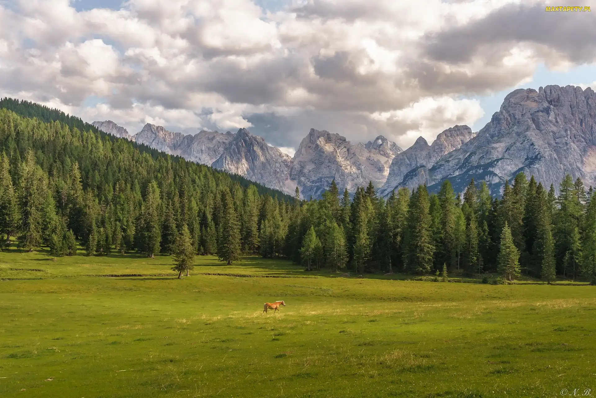 Las, Góry, Misurina, Koń, Masyw Tre Cime di Lavaredo, Włochy, Dolomity