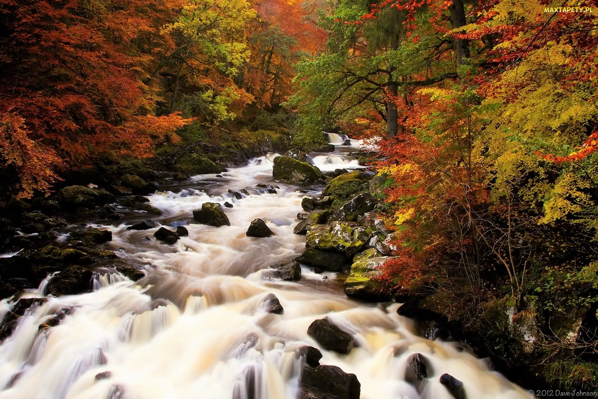 Las państwowy Hermitage, Hrabstwo Perthshire, Szkocja, Jesień, Kamienie, Rzeka Braan, Las, Las Craigvinean