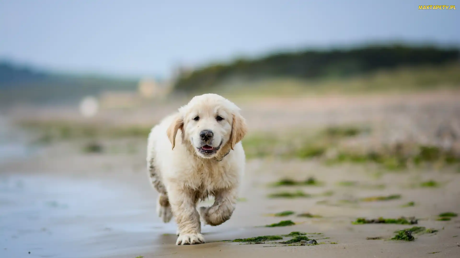 Woda, Plaża, Szczeniak, Golden retriever