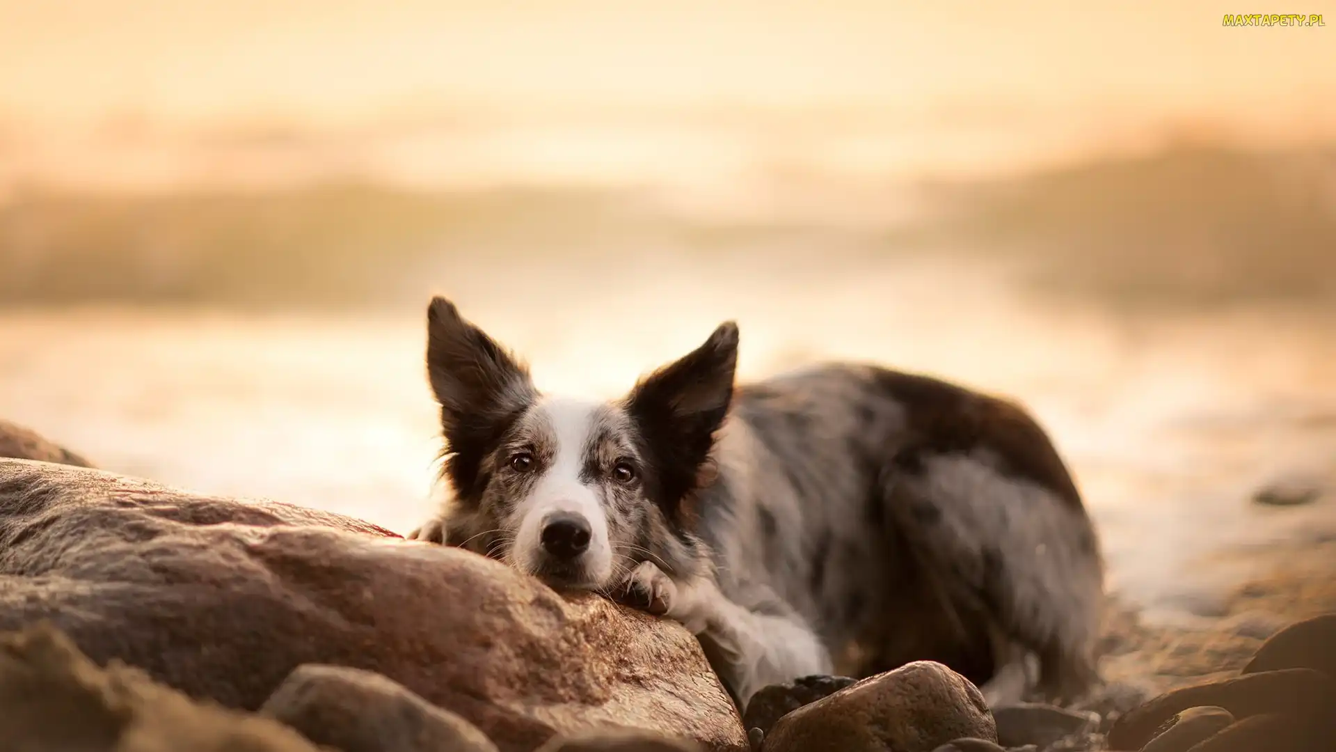 Kamienie, Mordka, Pies, Border collie