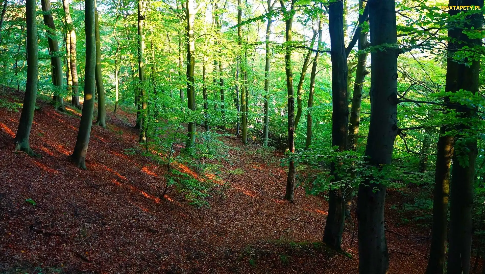 Gdańsk, Przyroda, Polska, Las Oliwski, Rośliny, Trójmiejski Park Krajobrazowy, Zieleń, Drzewa