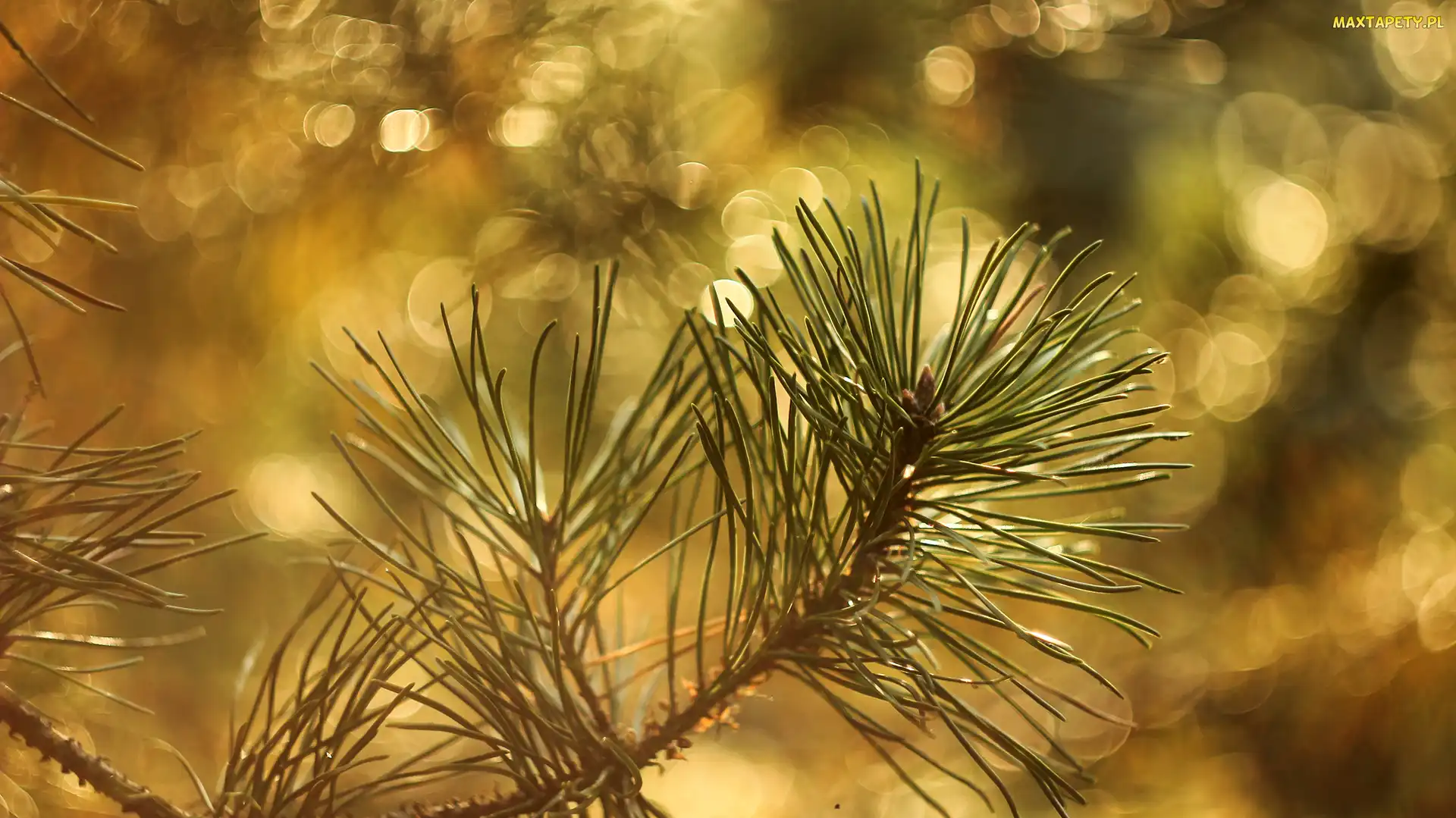 Sosna, Bokeh, Gałązka