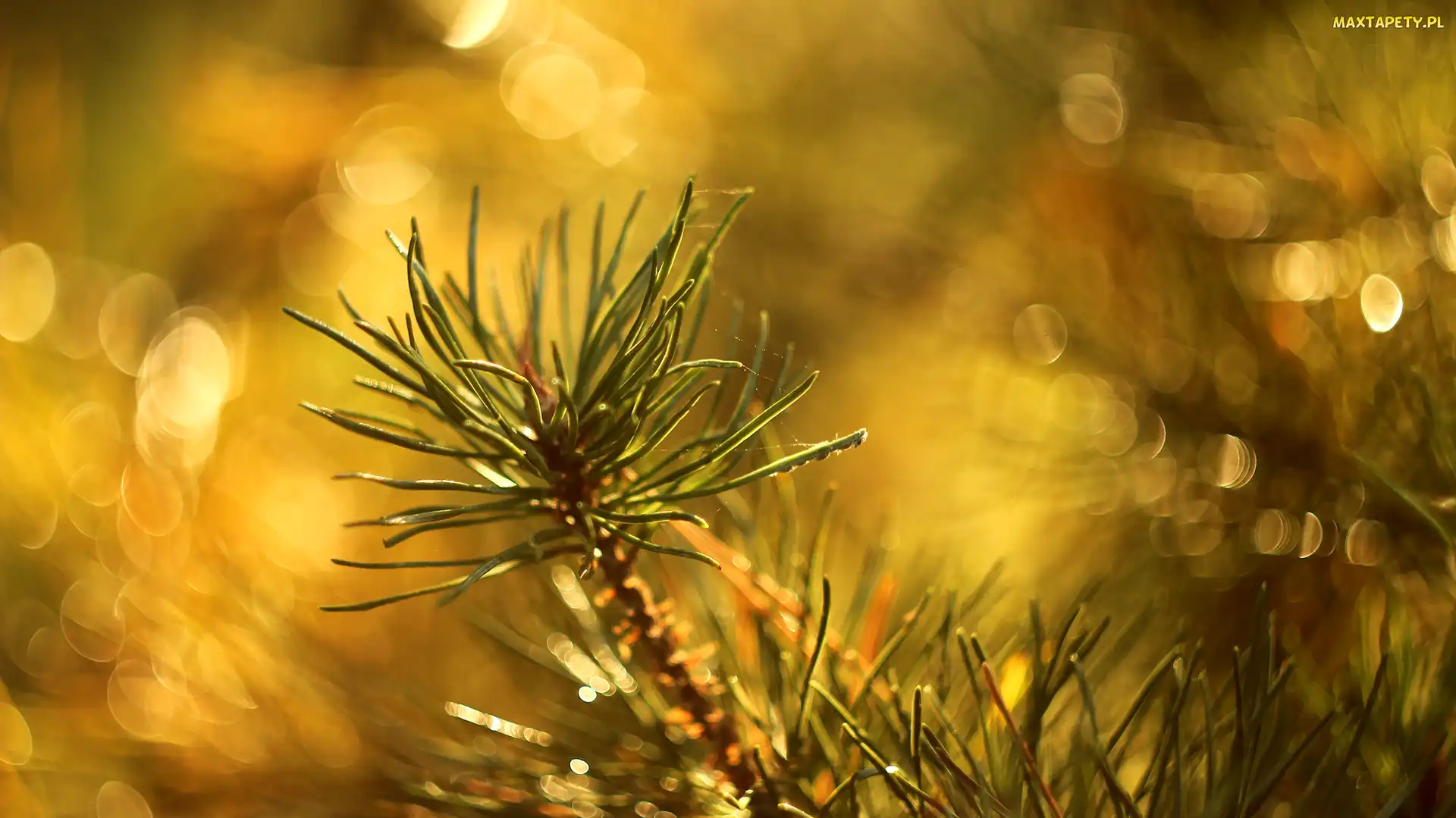 Gałązka, Bokeh, Sosna