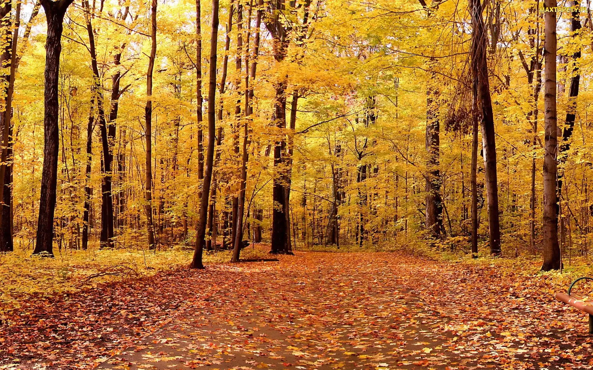 Park, Drzewa, Jesień, Liście
