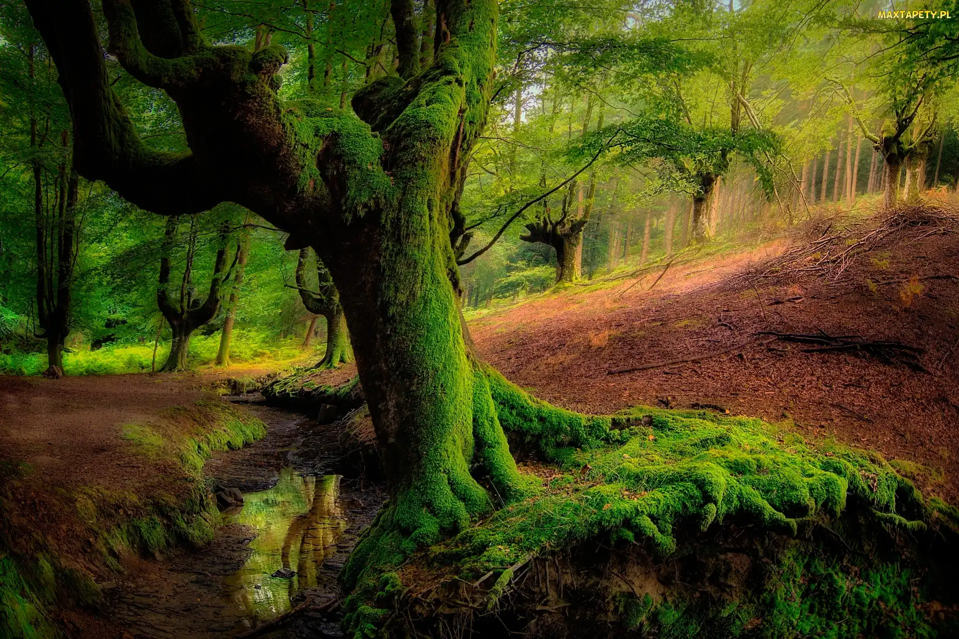 Drzewa, Omszałe, Kraj Basków, Strumyk, Las Otzarreta, Hiszpania, Park Narodowy Gorbea