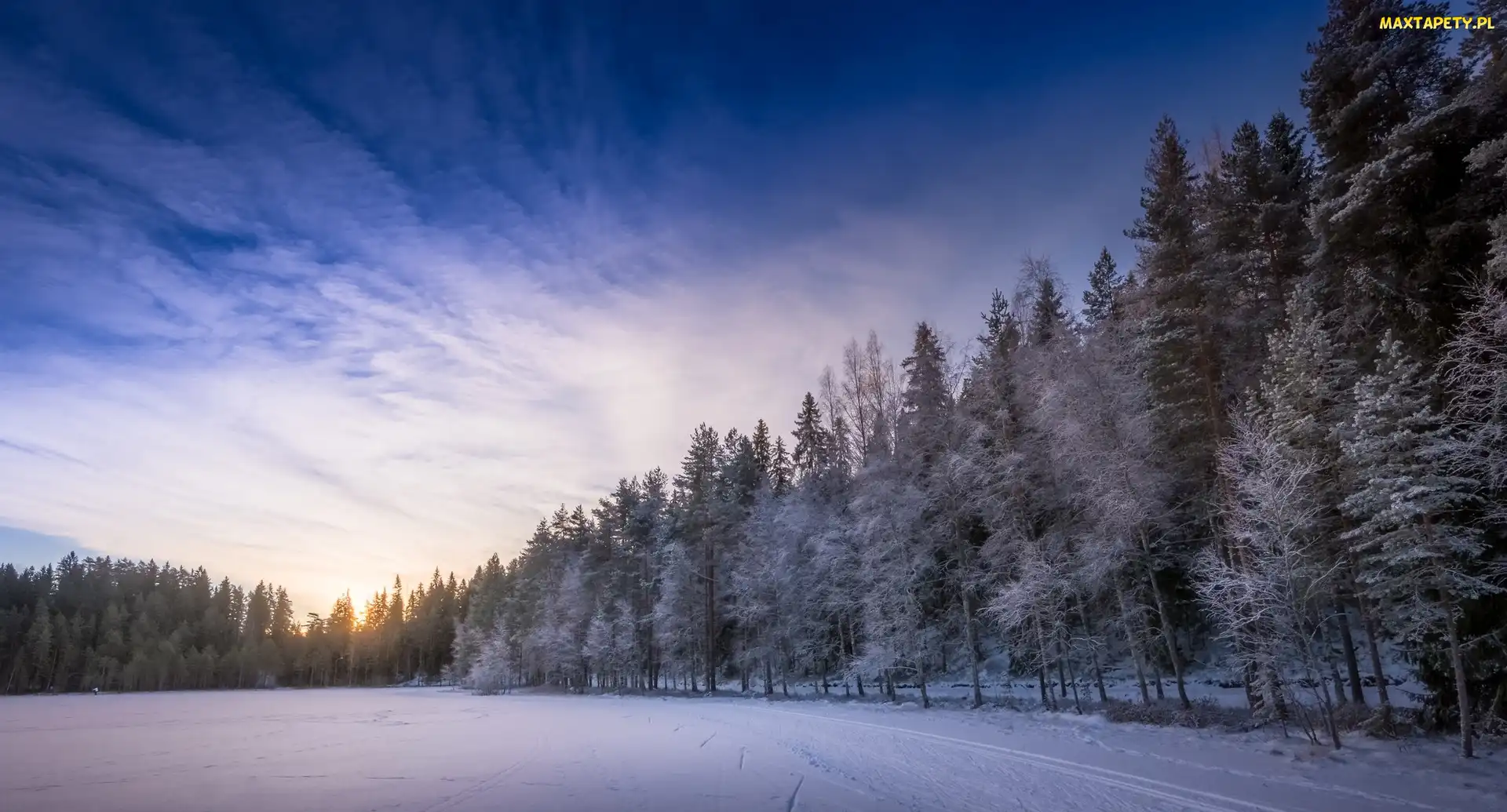 Las, Zima, Prowincja Häme, Drzewa, Jezioro Kahtoilampi, Finlandia, Zamarznięte
