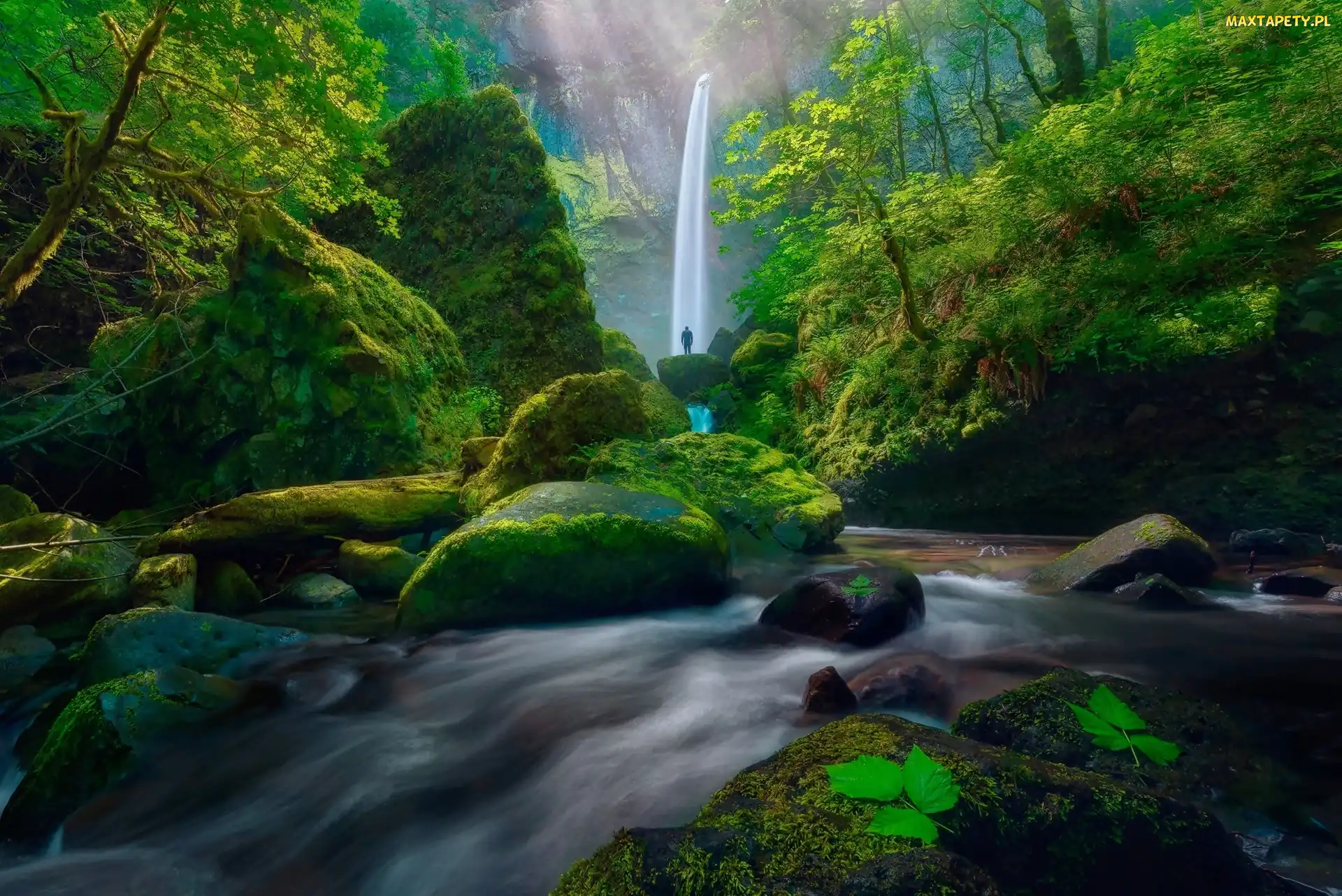 Stany Zjednoczone, Rzeka, Wodospad Elowah Falls, Kamienie, Potok McCord Creek, Las, Stan Oregon, Rezerwat przyrody Columbia River Gorge, Człowiek