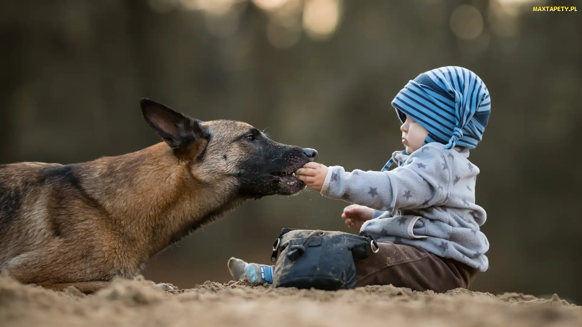 Owczarek belgijski malinois, Dziecko, Pies