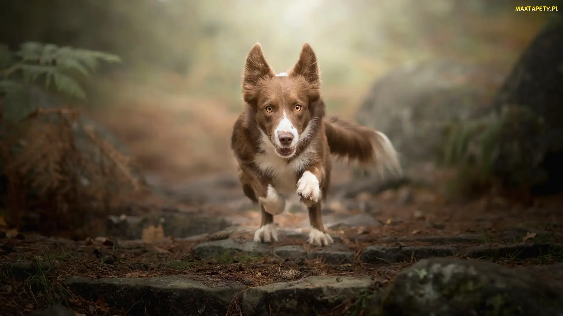 Bieg, Border collie, Pies, Czekoladowo-biały