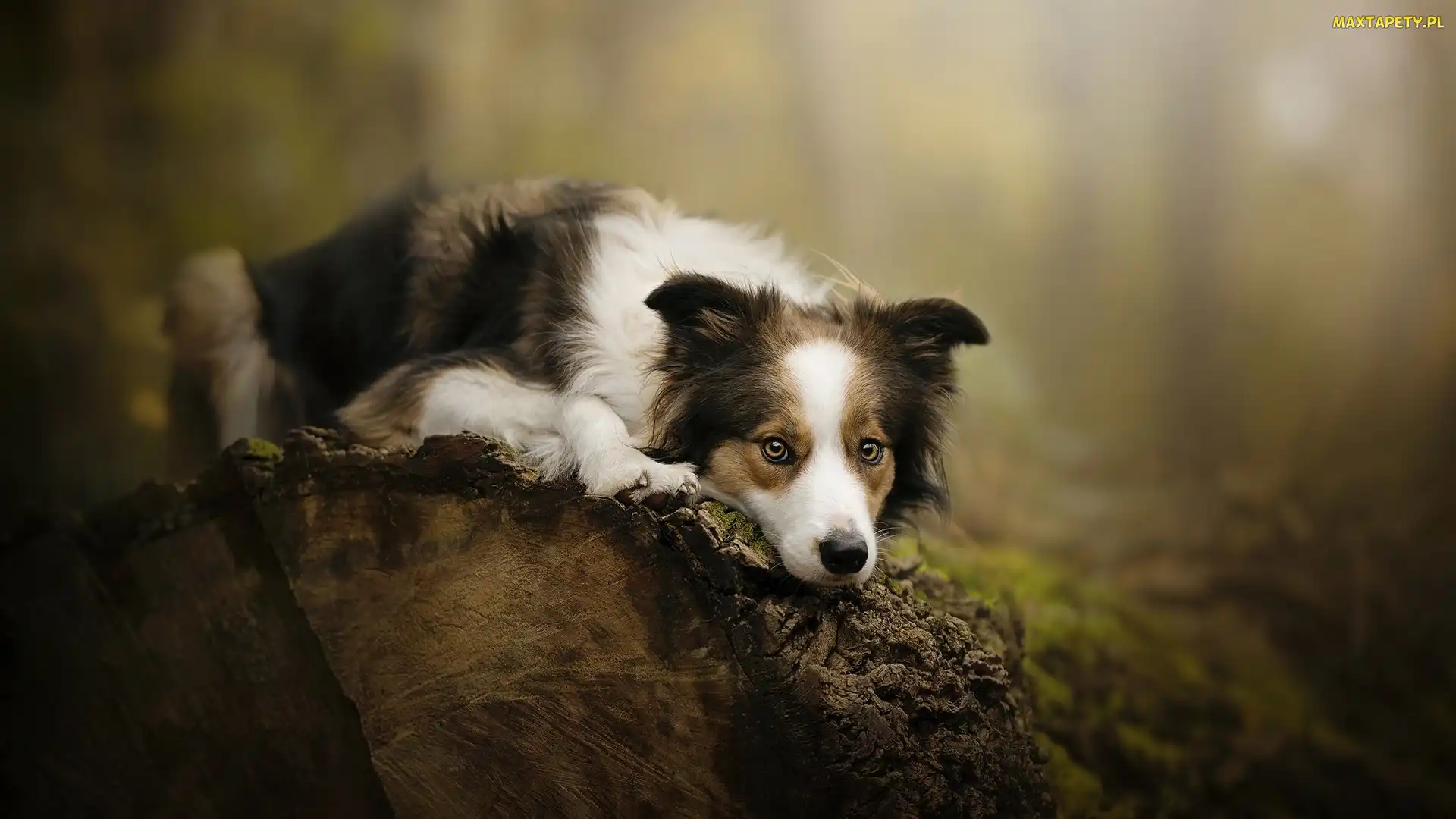 Kłoda, Mordka, Pies, Border collie