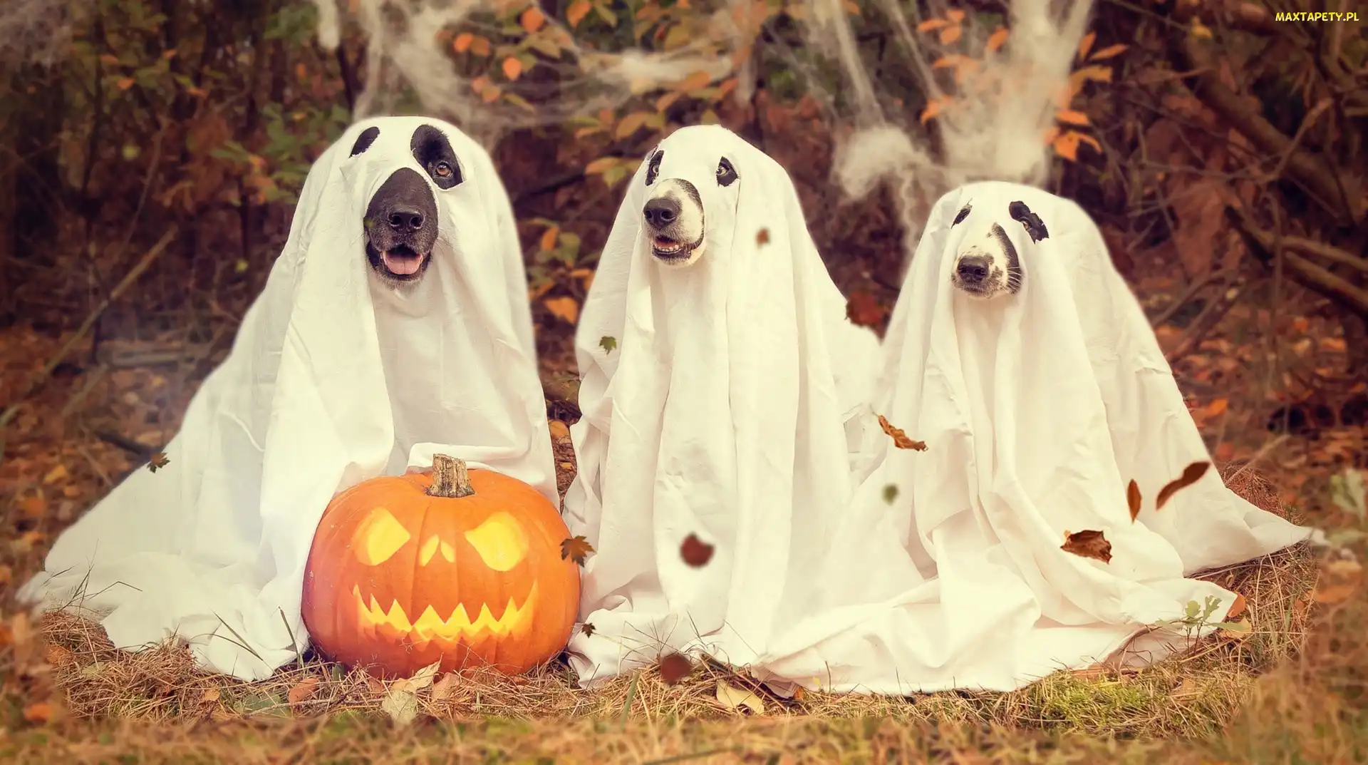 Jesień, Liście, Psy, Trzy, Dynia, Halloween