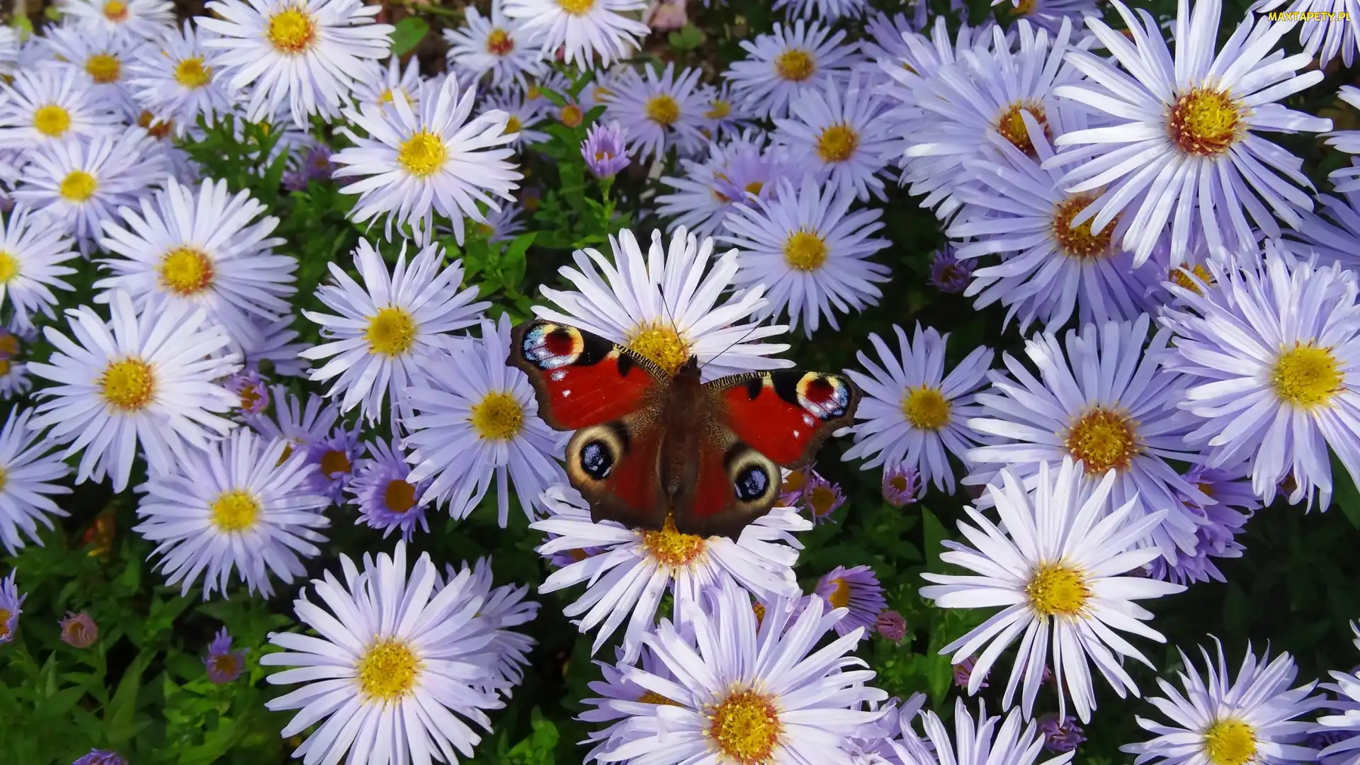 Rusałka pawik, Motyl, Kwiaty, Astry marcinki