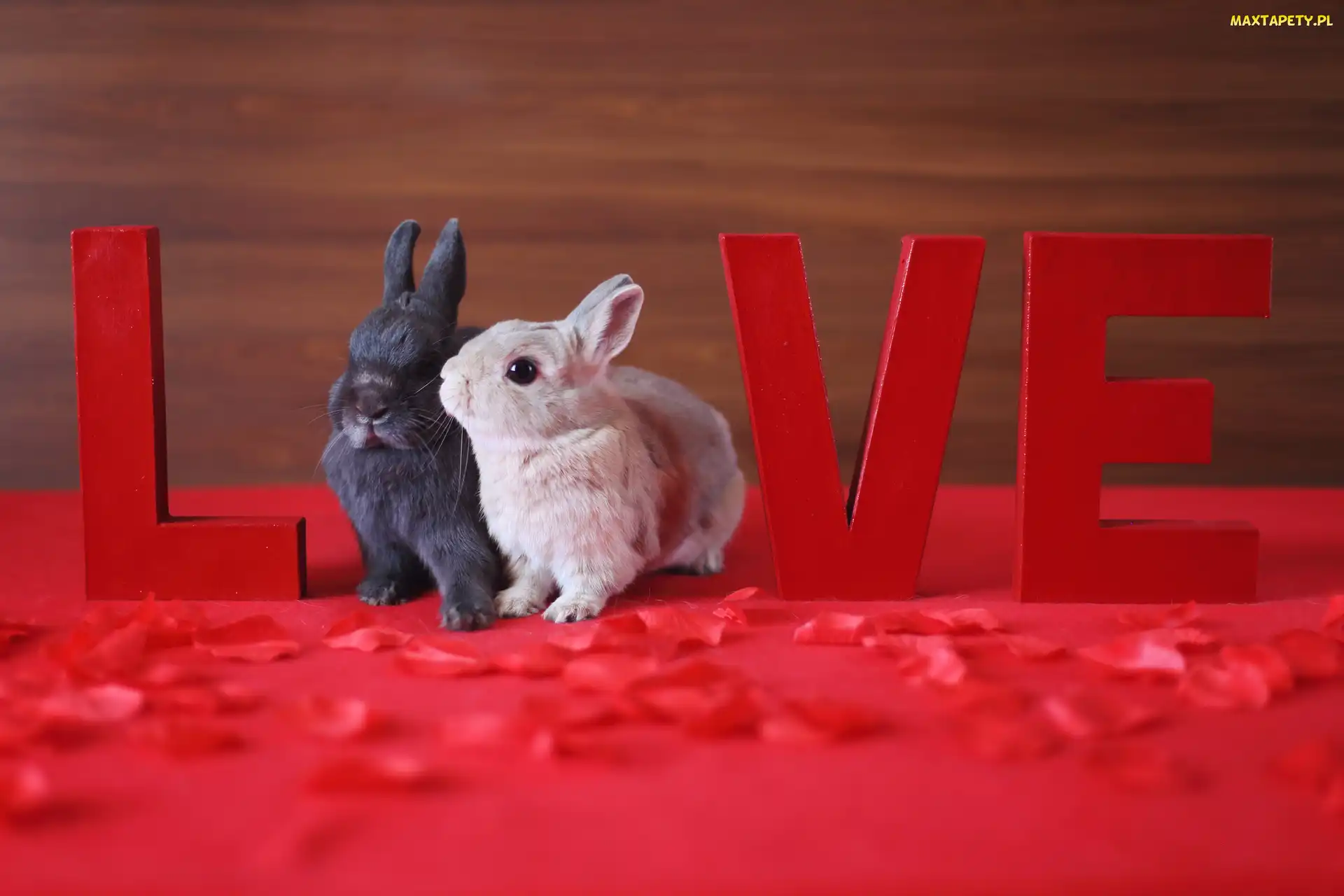 Małe, Love, Napis, Króliczki