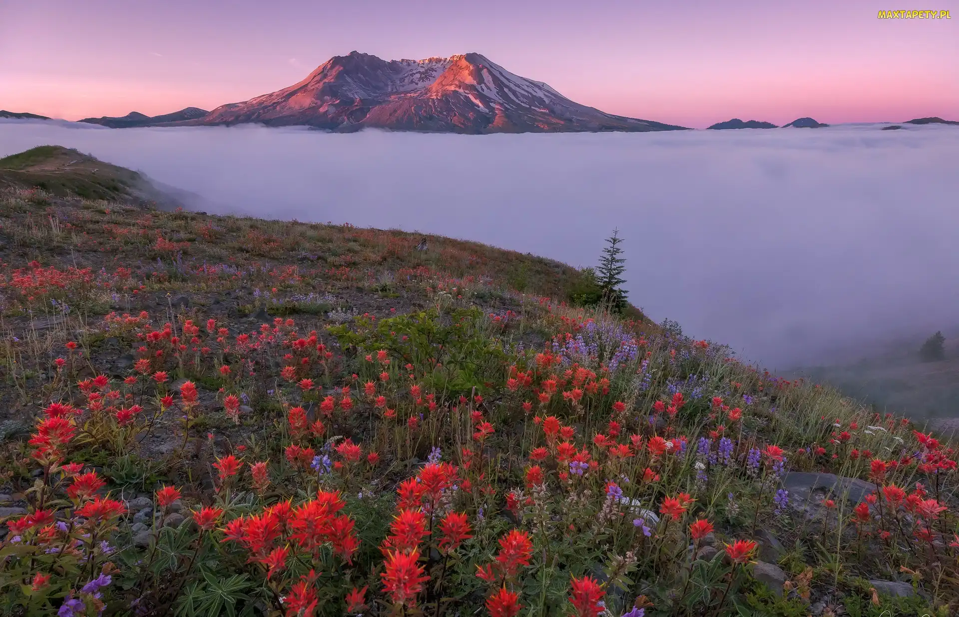 Mgła, Łubin, Castilleja, Góry, Góry Kaskadowe, Stan Waszyngton, Wulkan Mount St. Helens, Łąka, Stany Zjednoczone, Kwiaty