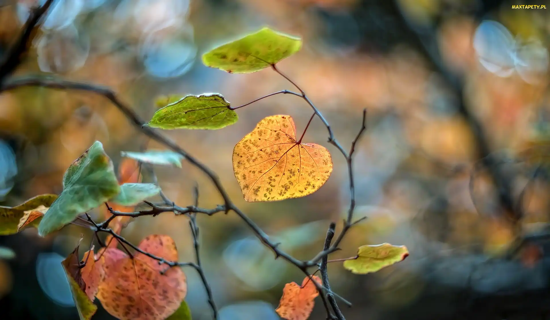 Jesień, Bokeh, Gałązki, Liście