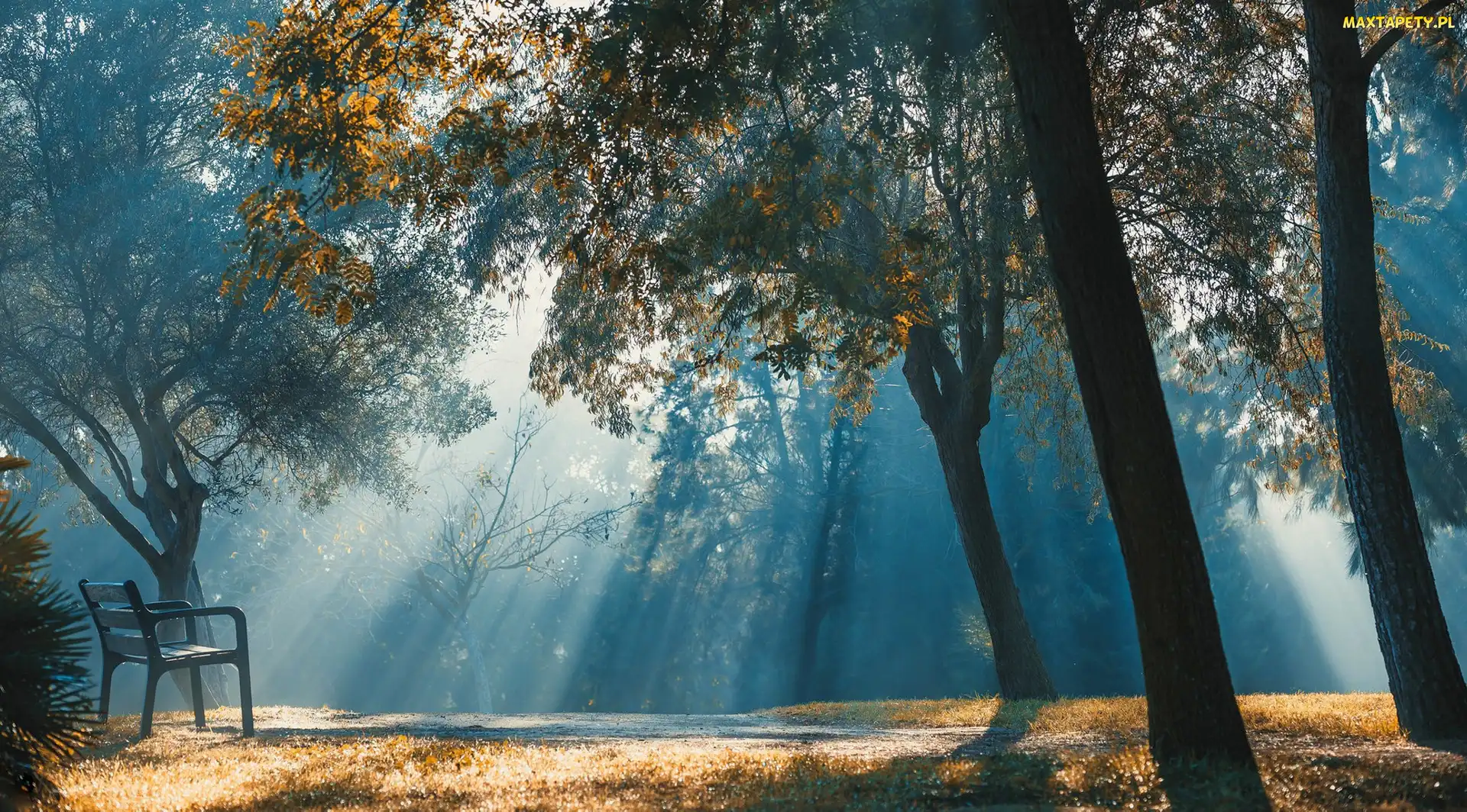 Jesień, Ławka, Przebijające światło, Drzewa