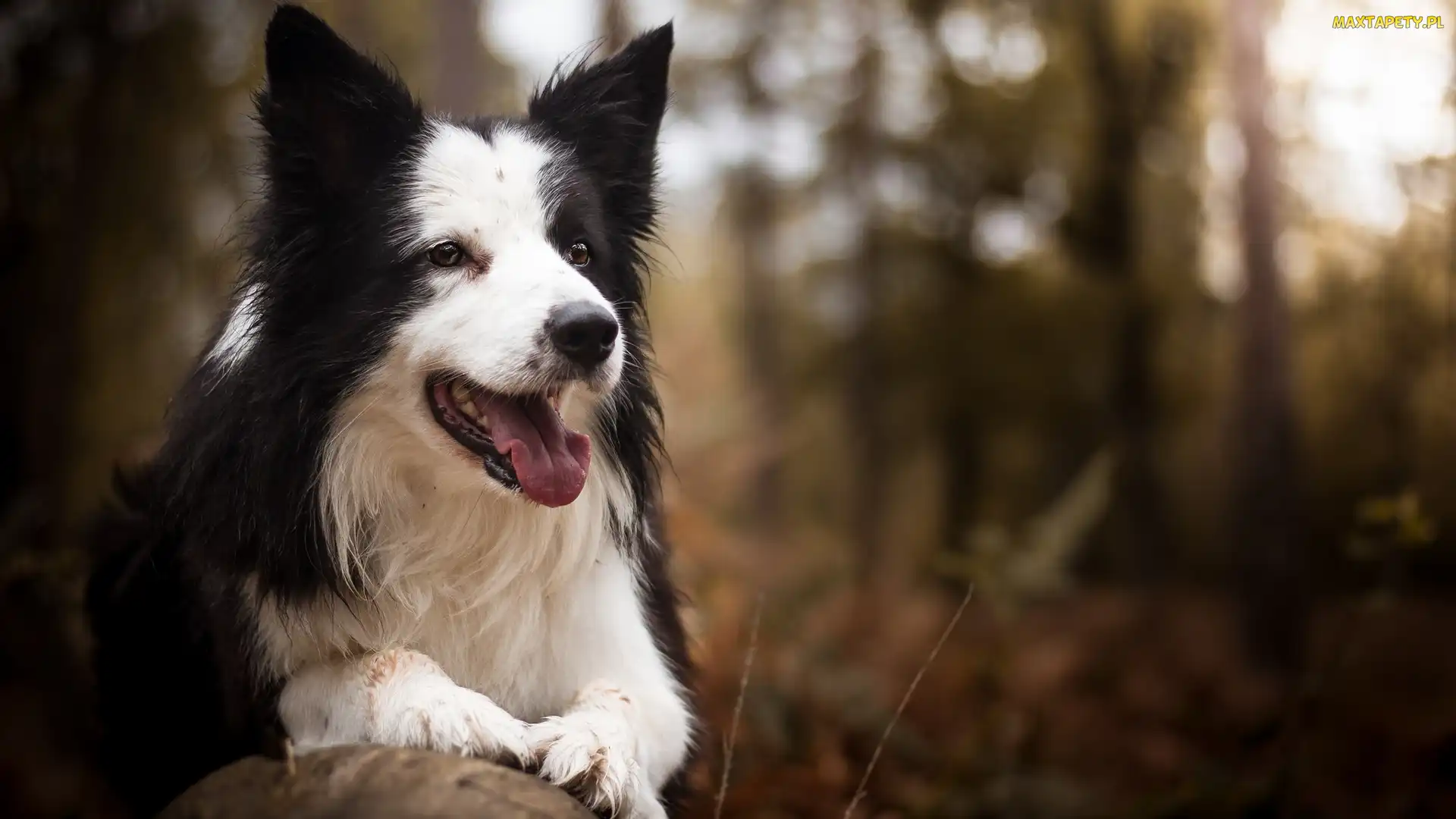 Border collie, Rozmyte tło, Pies