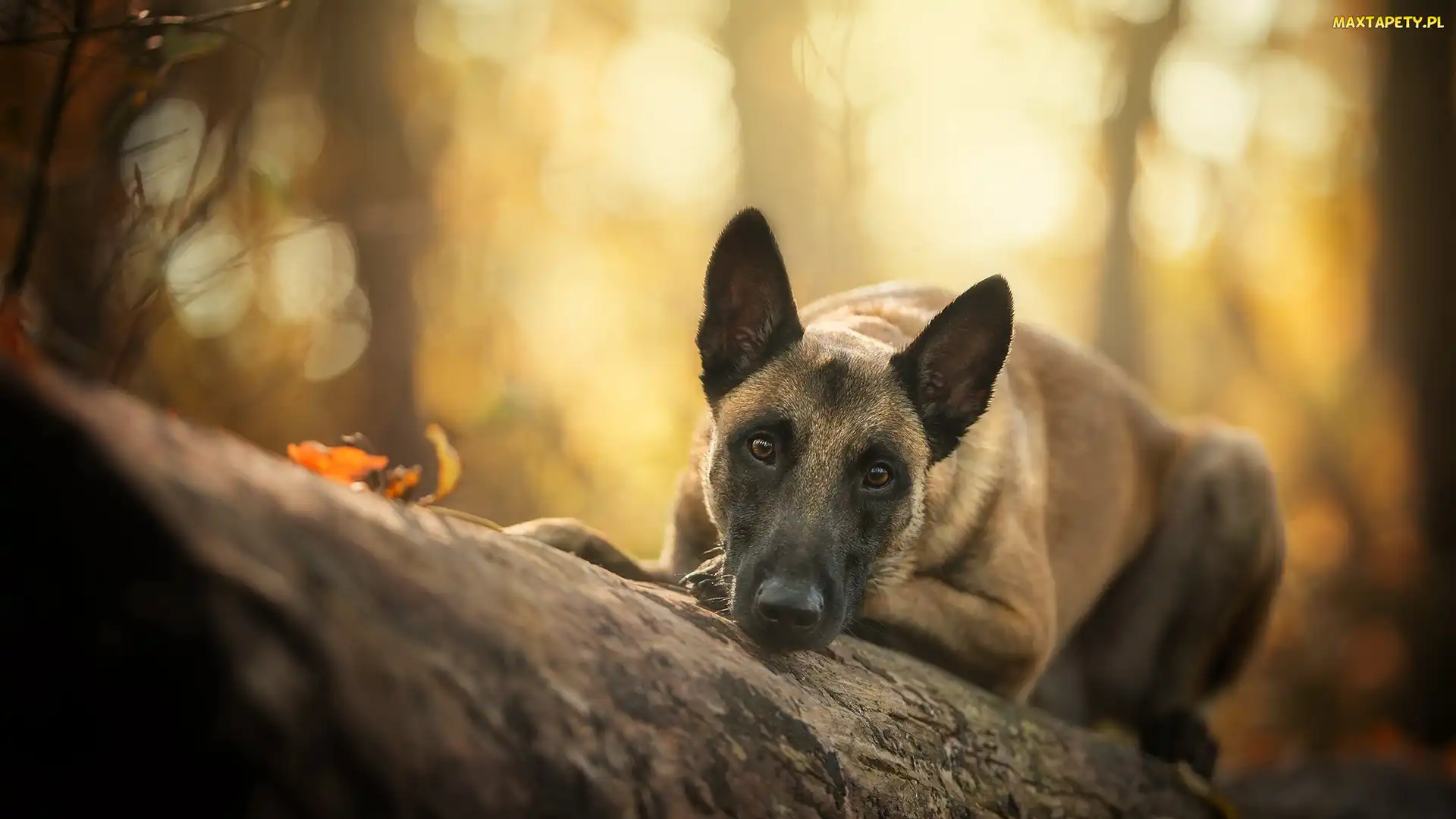 Pies, Kłoda, Owczarek belgijski malinois