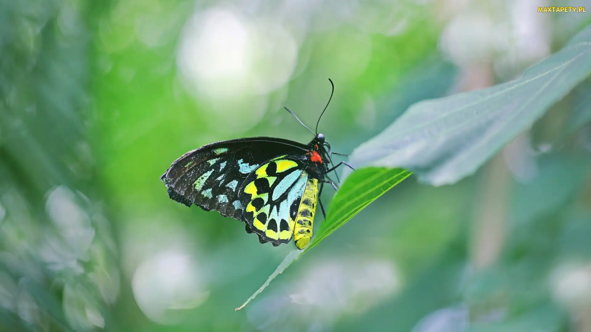 Liść, Ornithoptera euphorion, Kolorowy, Motyl