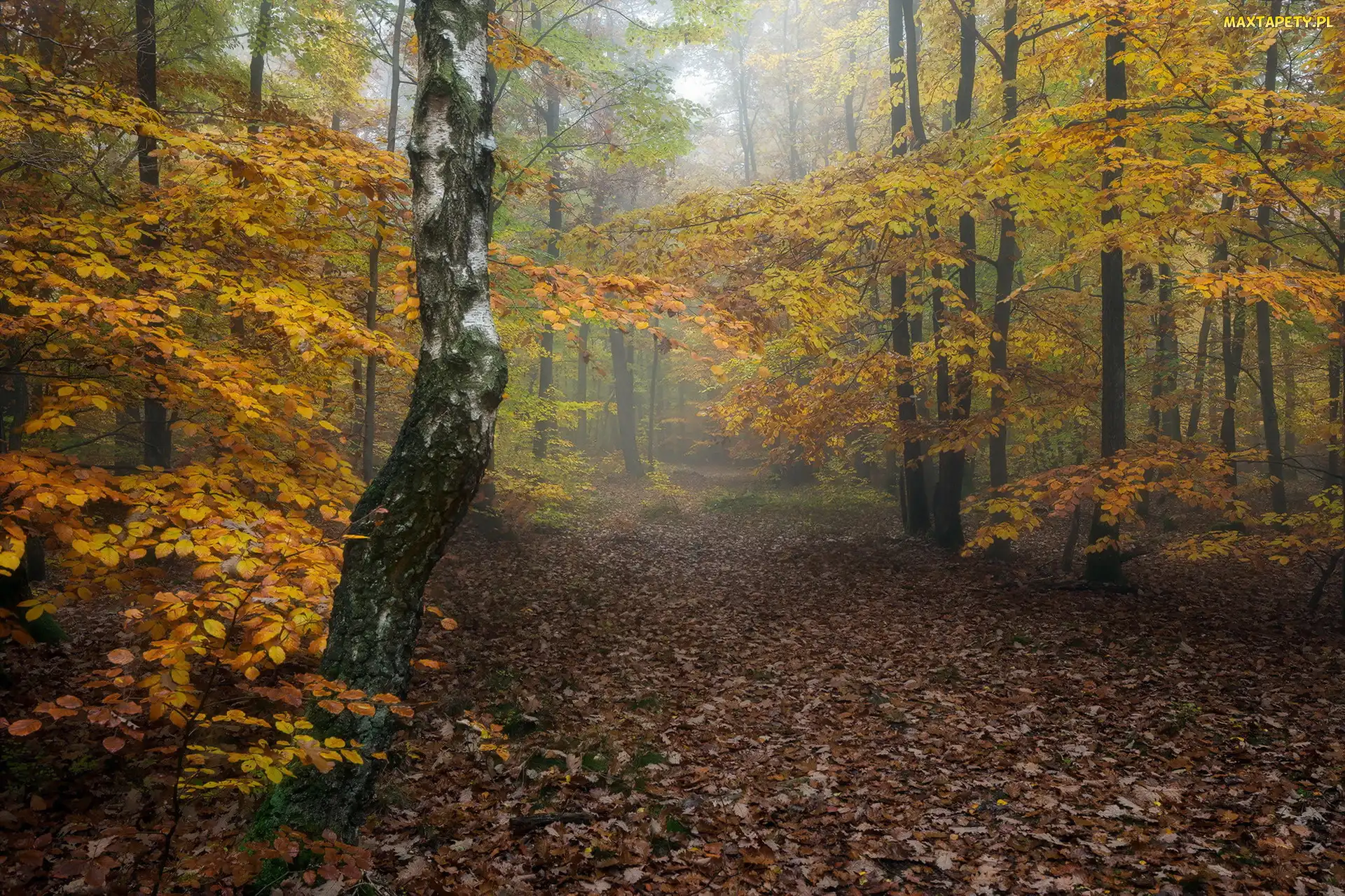 Las, Droga, Nadrenia-Palatynat, Niemcy, Masyw Donnersberg, Jesień