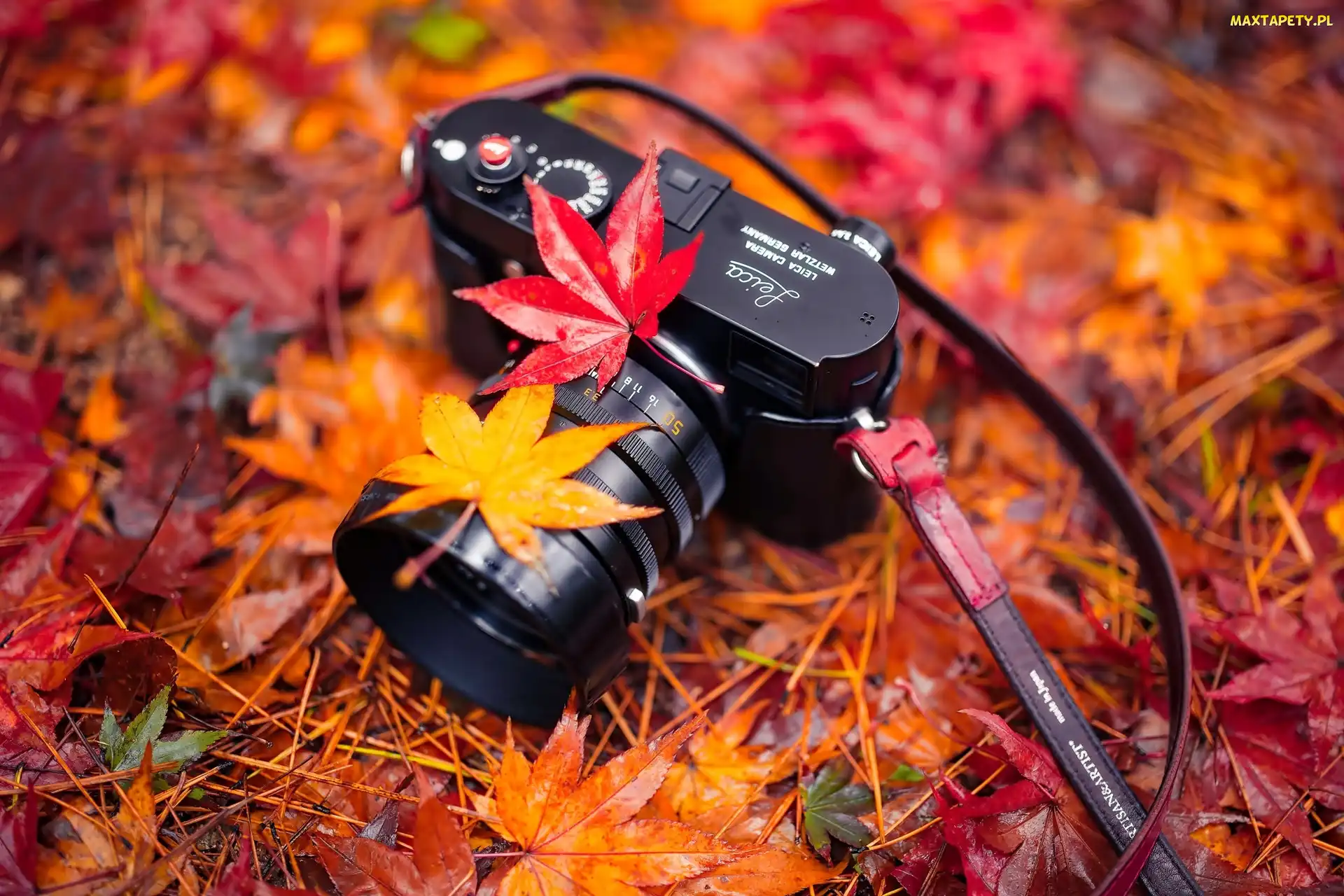 Liście, Jesień, Łąka, Klonu, Aparat fotograficzny Leica