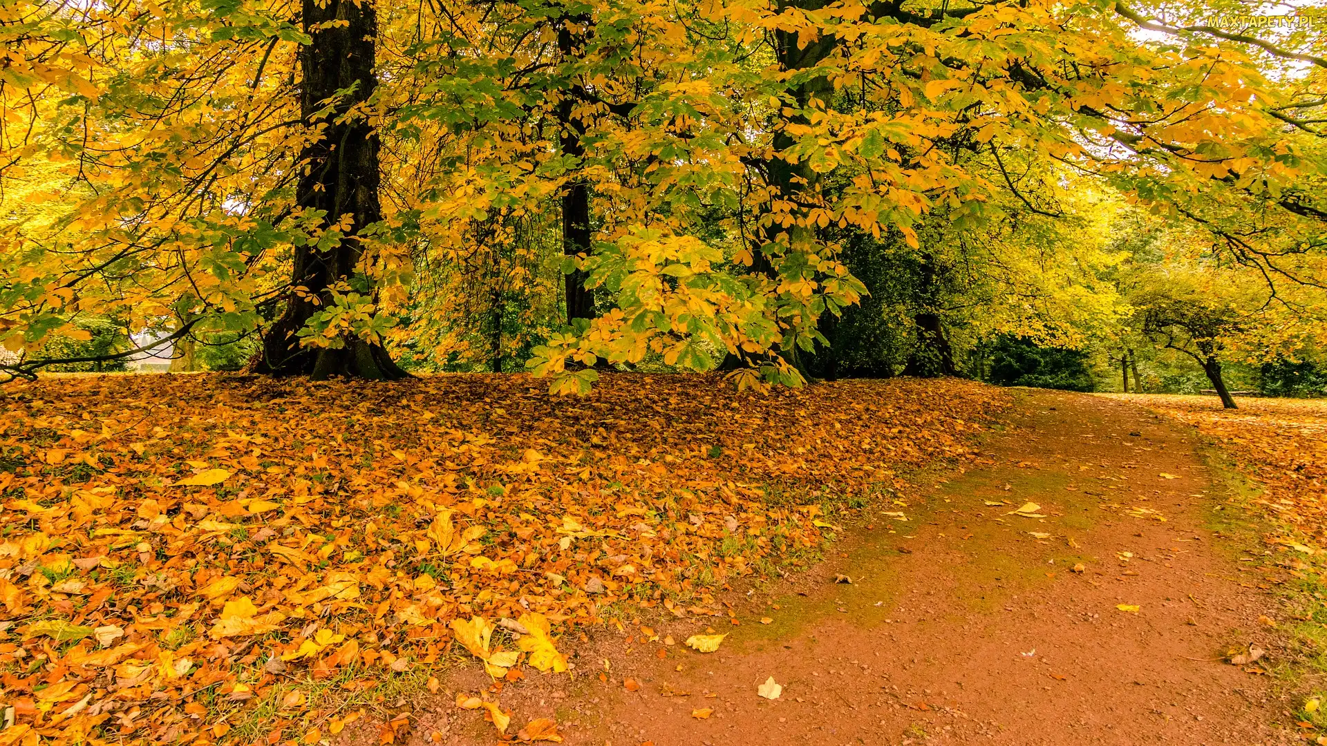 Park, Liście, Droga, Drzewa, Jesień