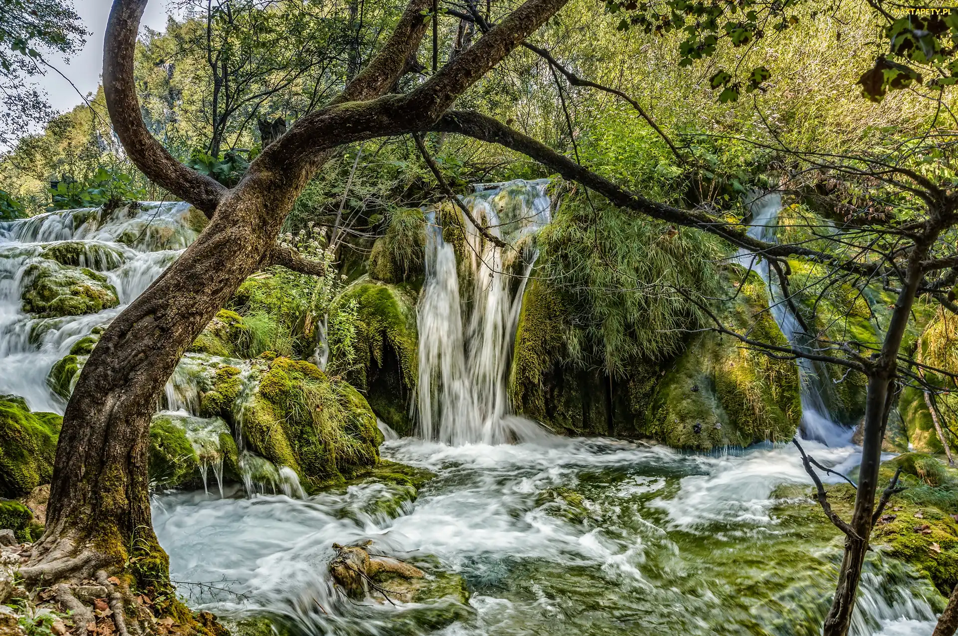 Drzewa, Wodospad, Chorwacja, Park Narodowy Jezior Plitvickich