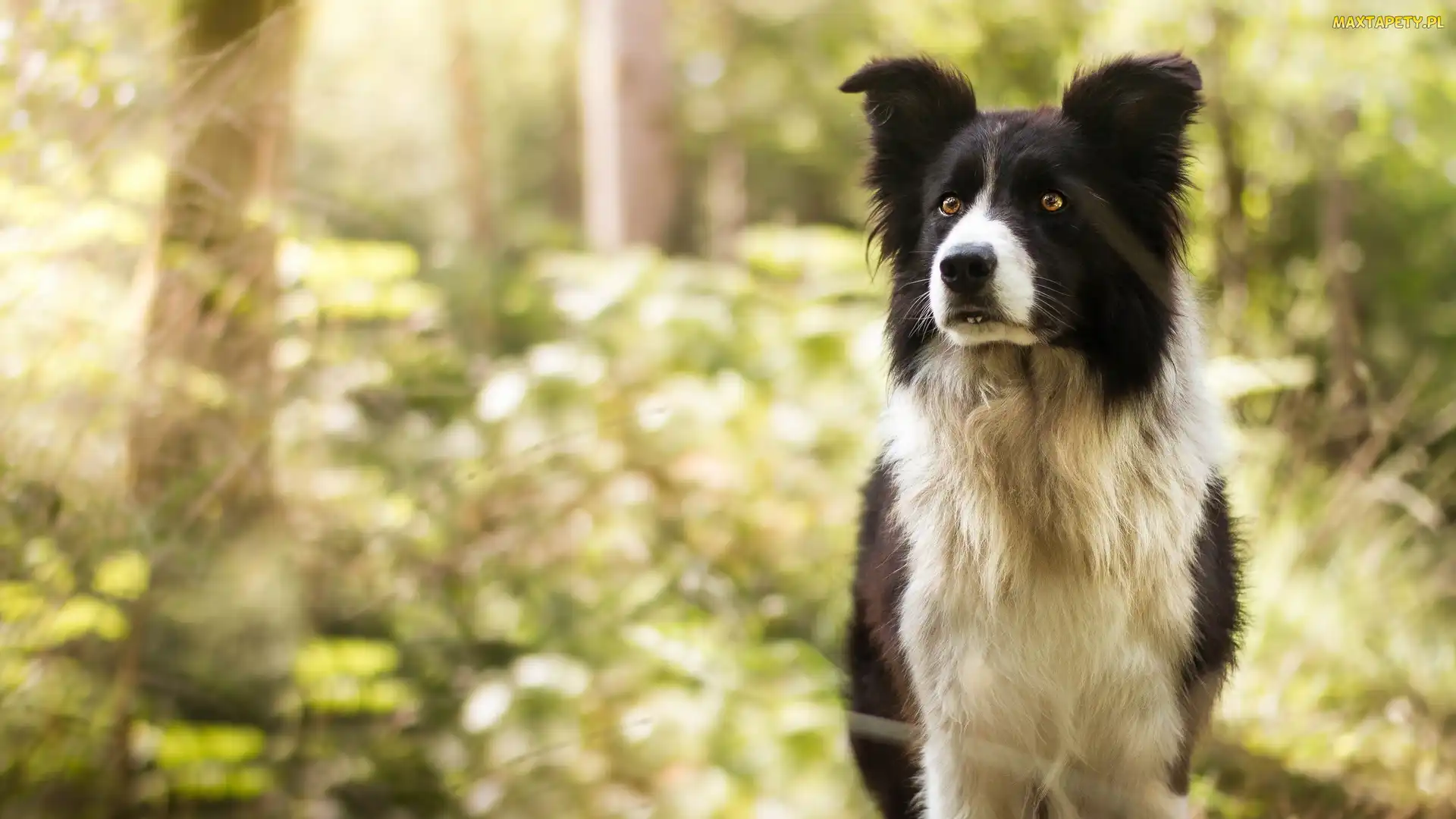 Czarno-biały, Border collie, Pies