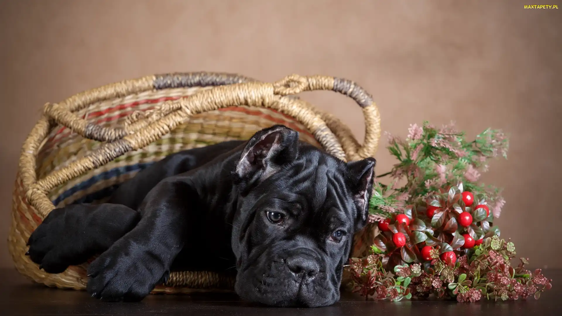 Pies, Koszyk, Szczeniak, Cane Corso, Czarny