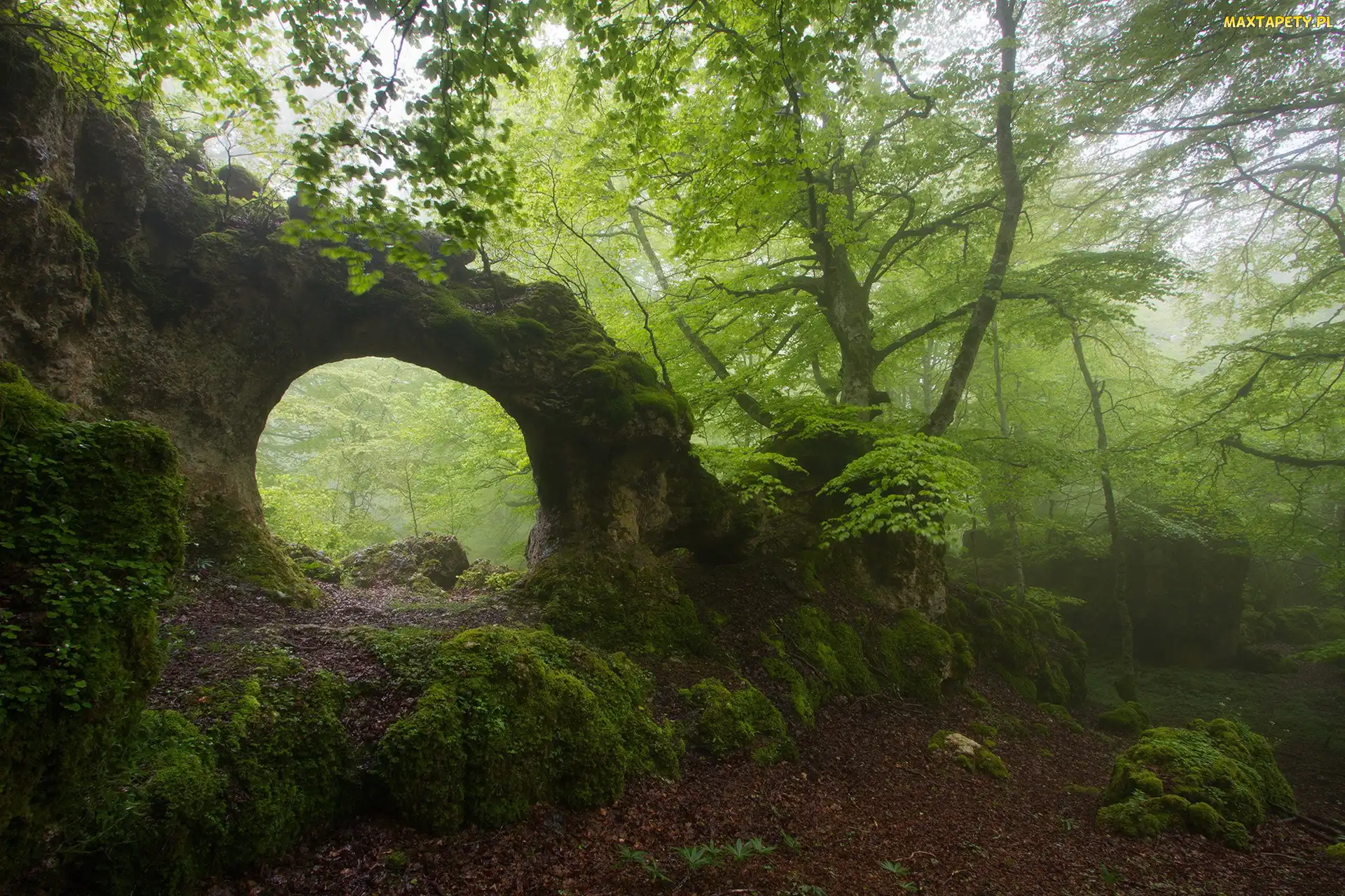 Łuk, Naturalny, Mgła, Las, Omszała, Skała