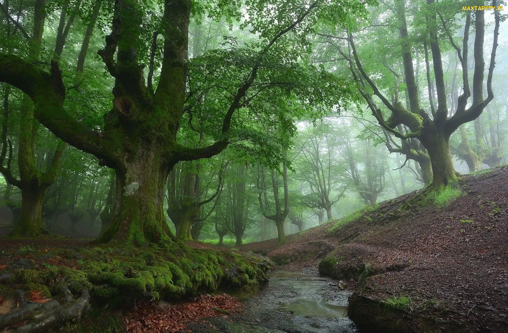 Strumyk, Drzewa, Kraj Basków, Mgła, Las, Hiszpania, Park Narodowy Gorbea
