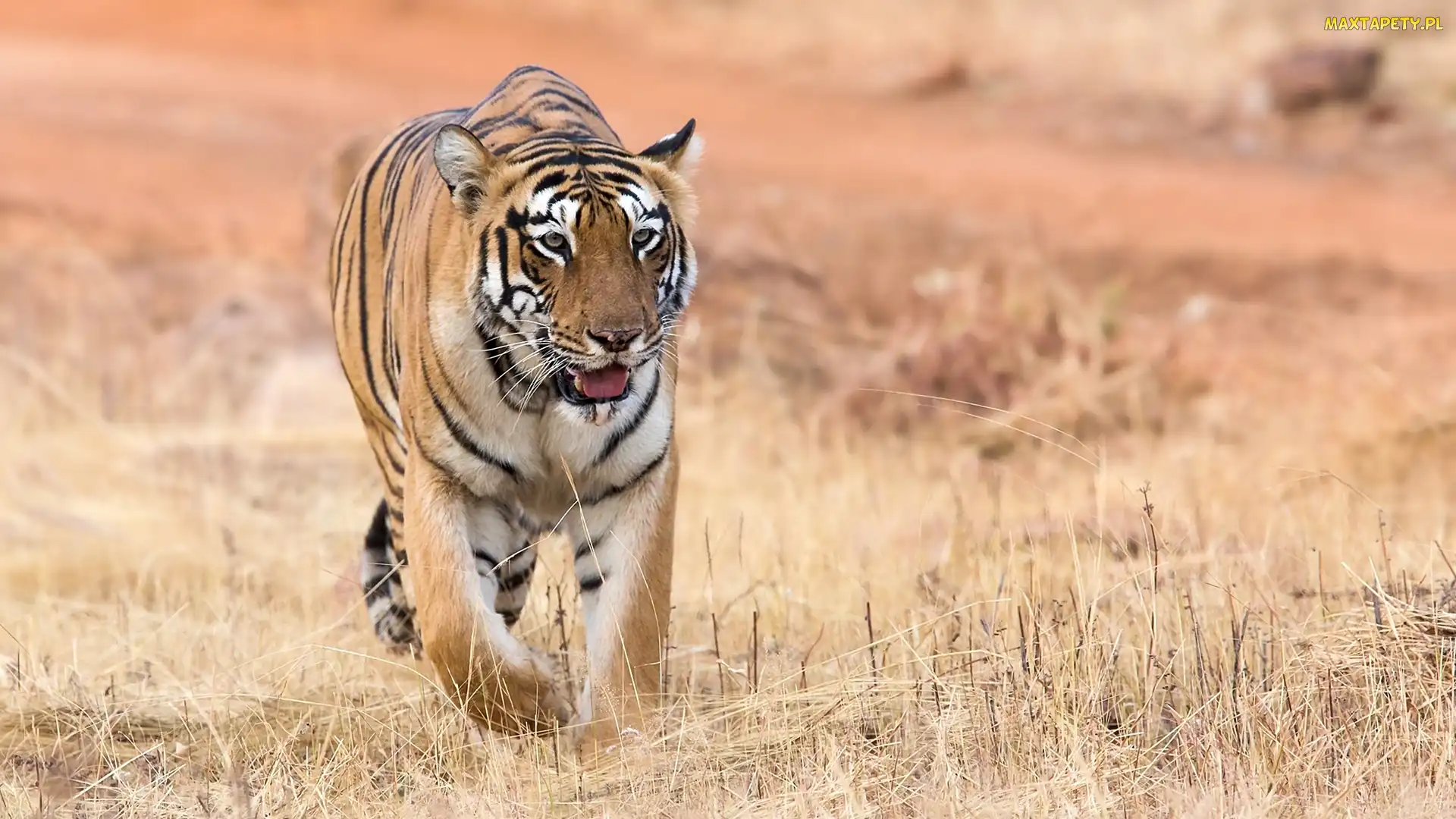 Tygrys bengalski