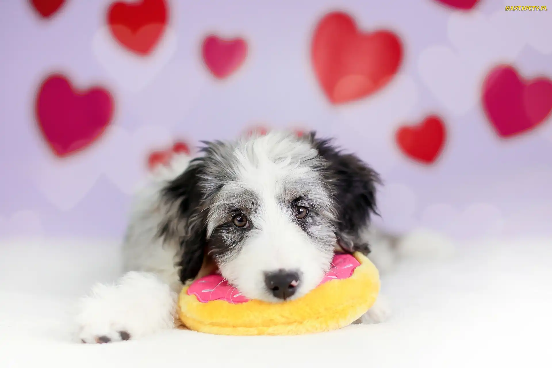 Zabawka, Border collie, Pies, Szczeniak