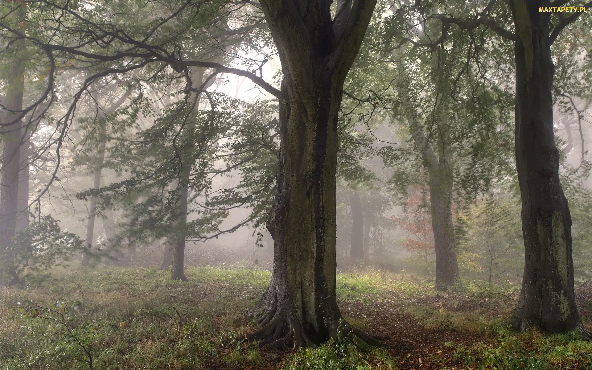 Hrabstwo West Yorkshire, Anglia, Ścieżka, Las, Drzewa, Mgła, Miasto Bingley