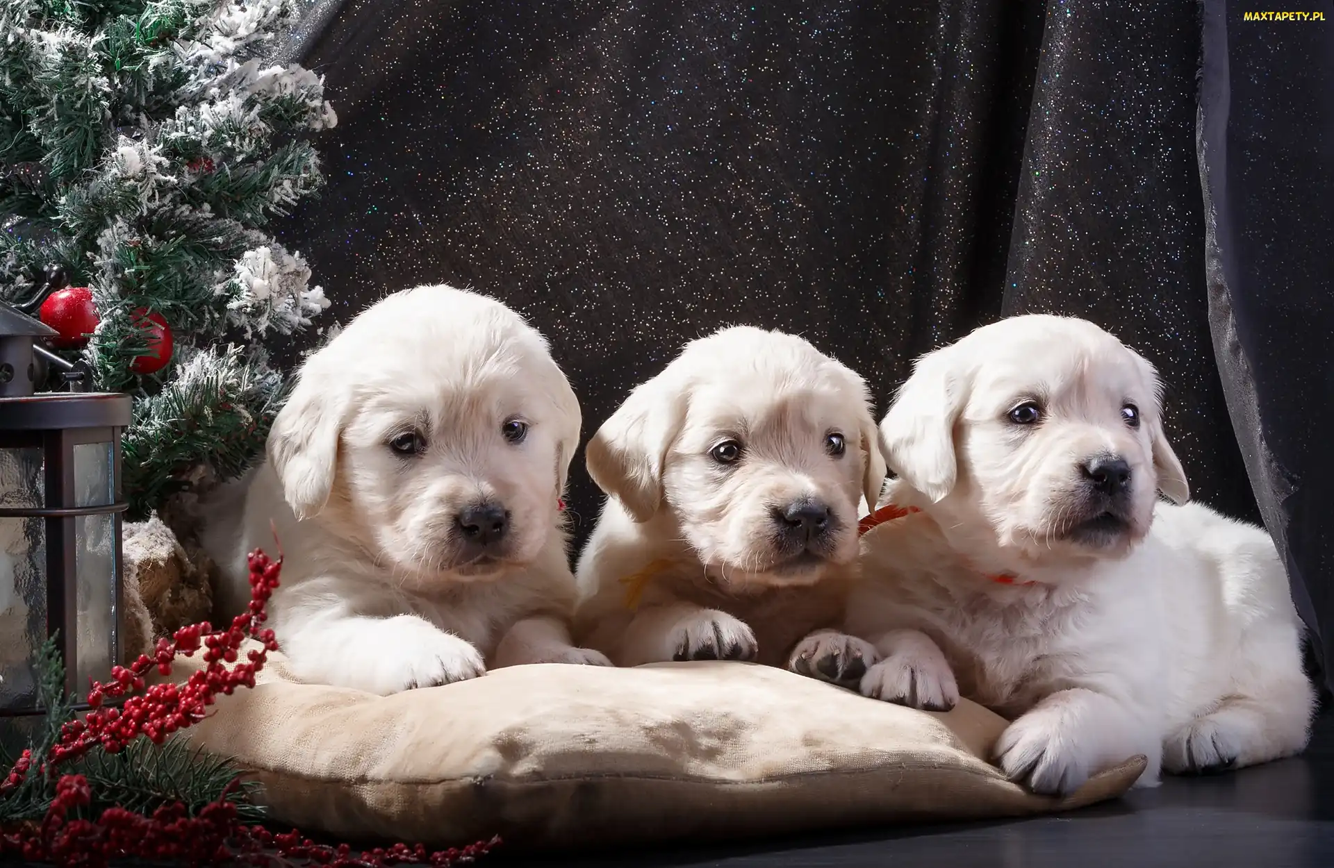 Szczeniaki, Poduszka, Choinka, Golden retriever, Trzy