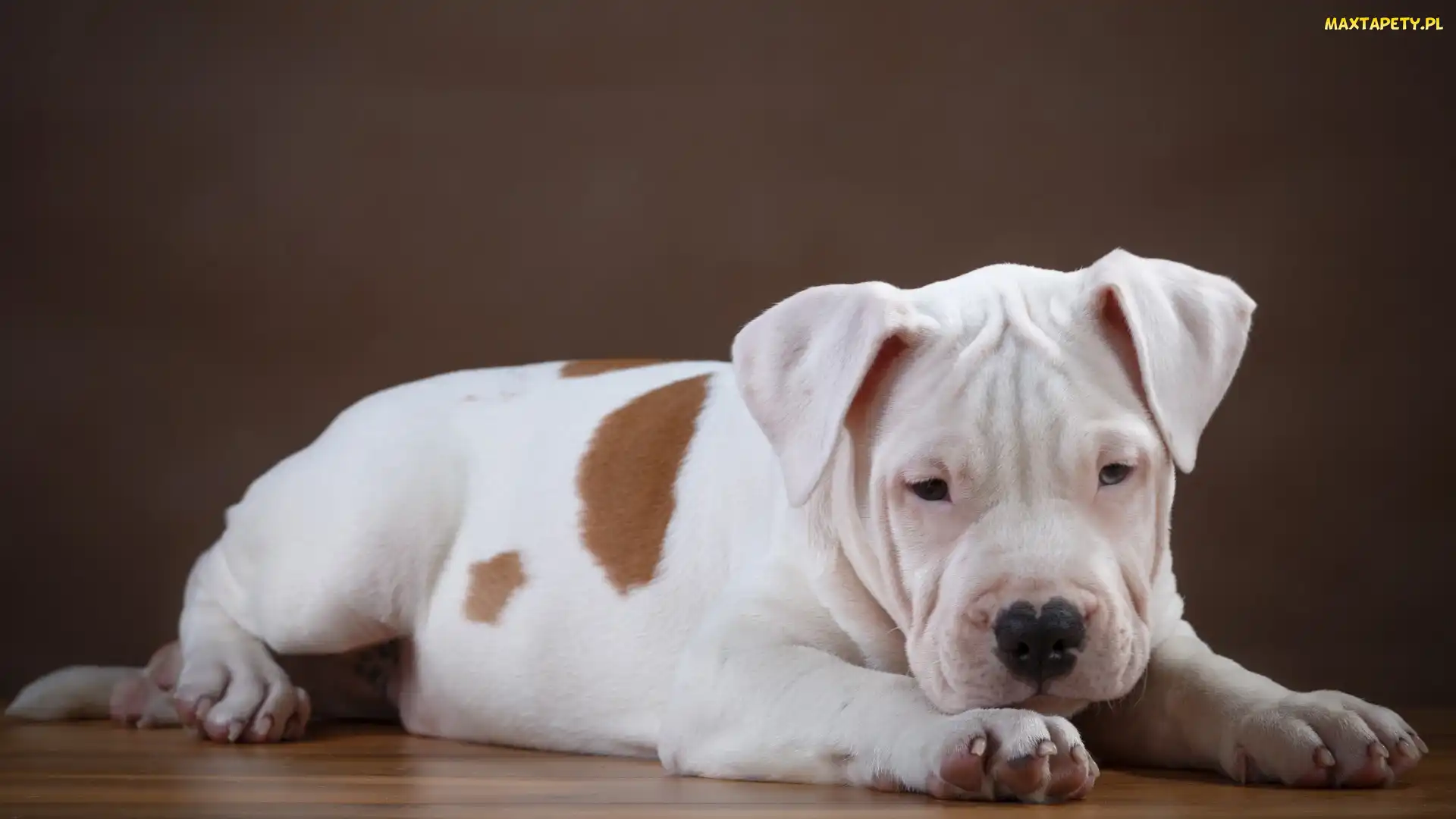 Pies, Pit bull terrier, Szczeniak