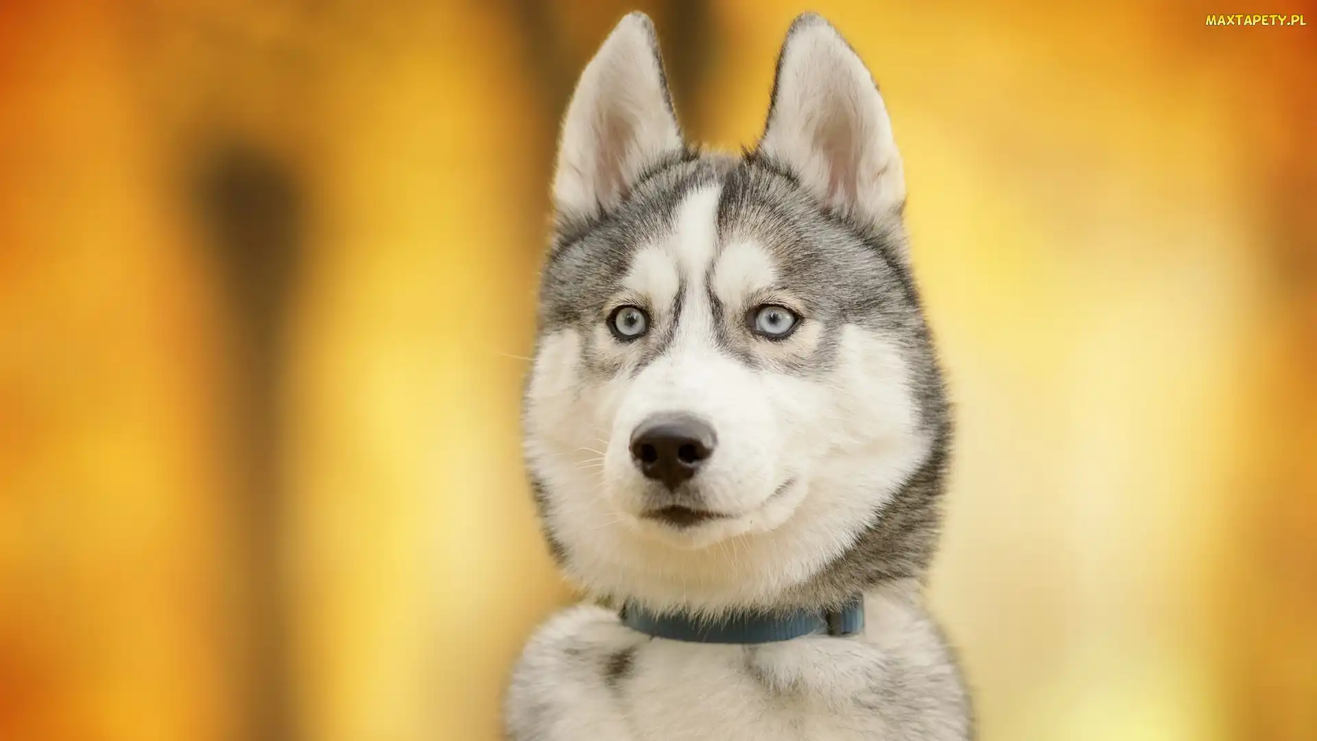 Siberian husky, Mordka, Pies