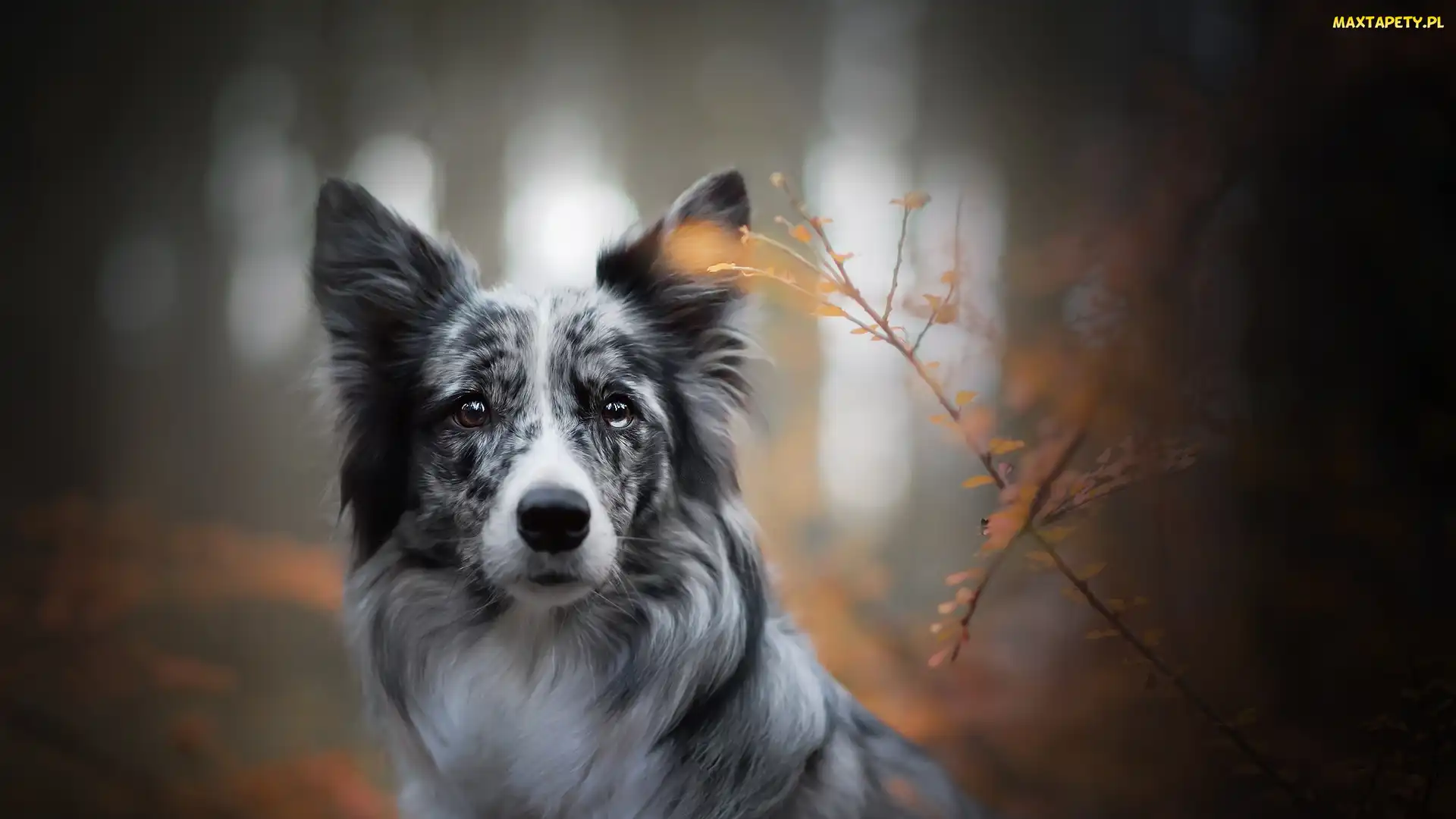 Border collie, Rośliny, Pies